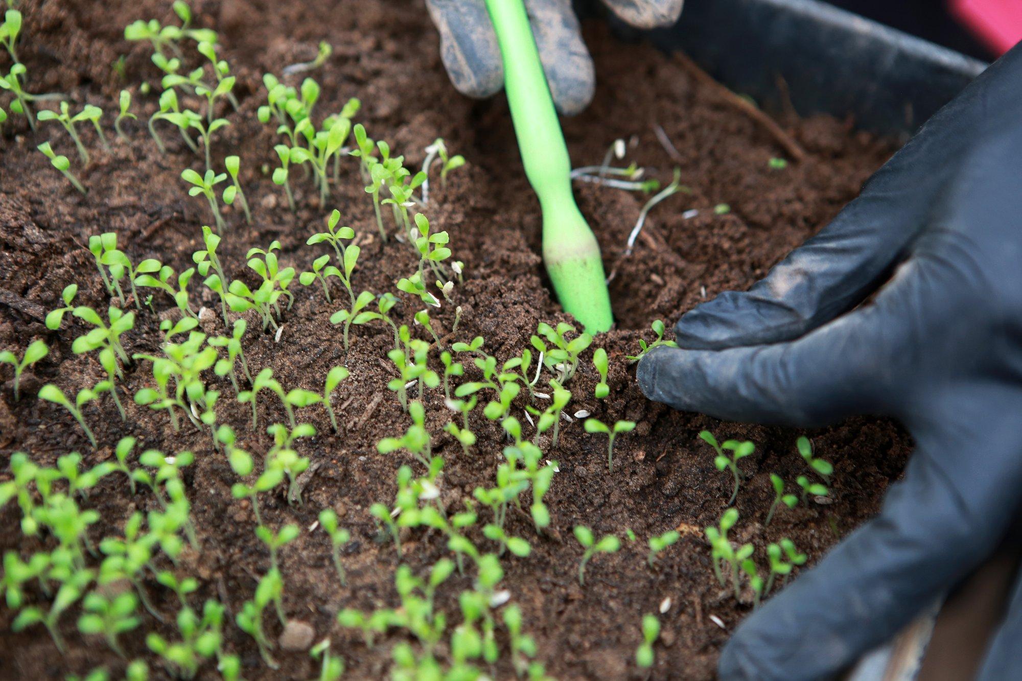 Miks peaks tärganud taimi pikeerima ja kuidas seda on õige teha?