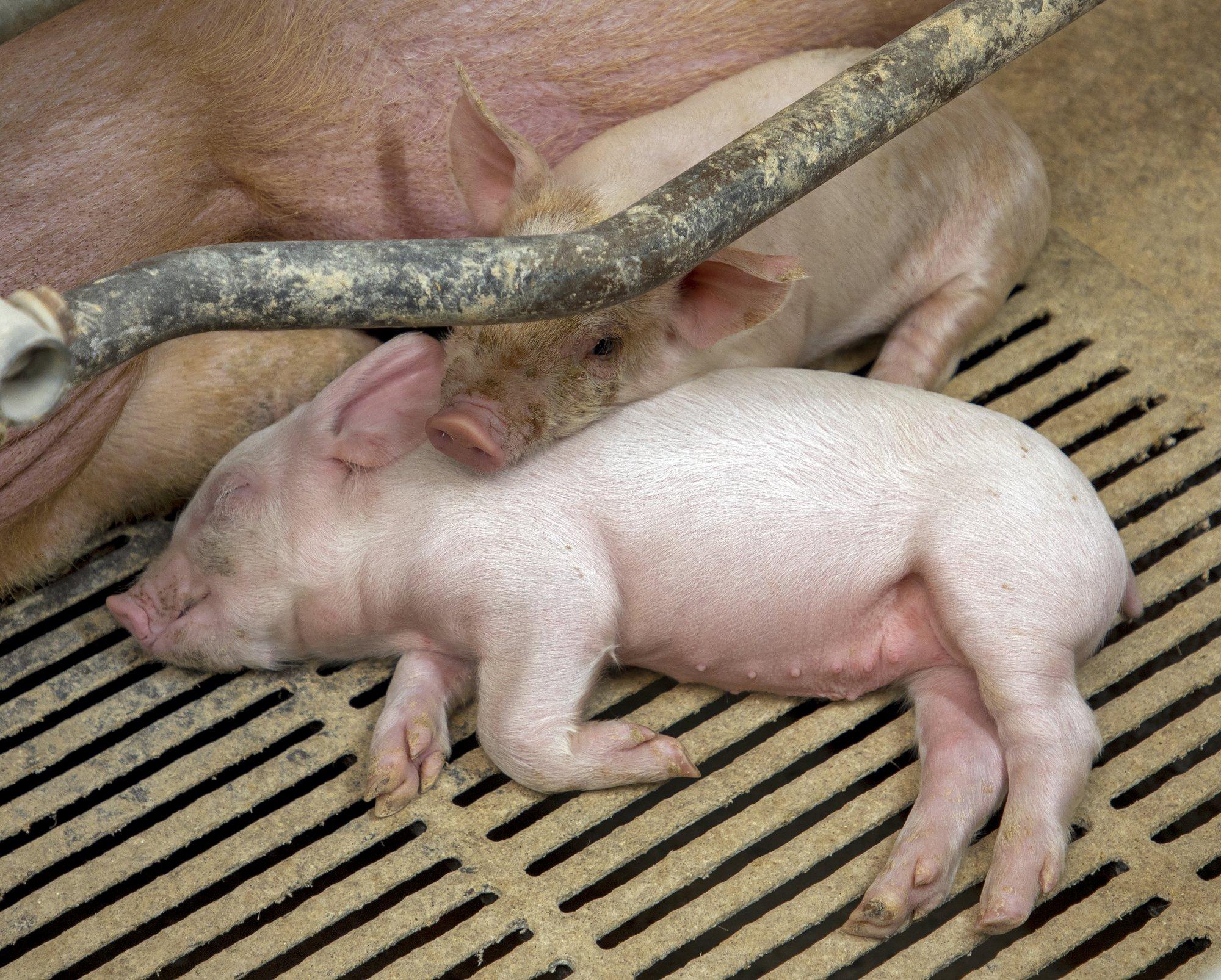 Koeri ei kastreeri keegi tuimestuseta, põrsaid küll! Soomlased plaanivad loomakasvatuses karme piiranguid