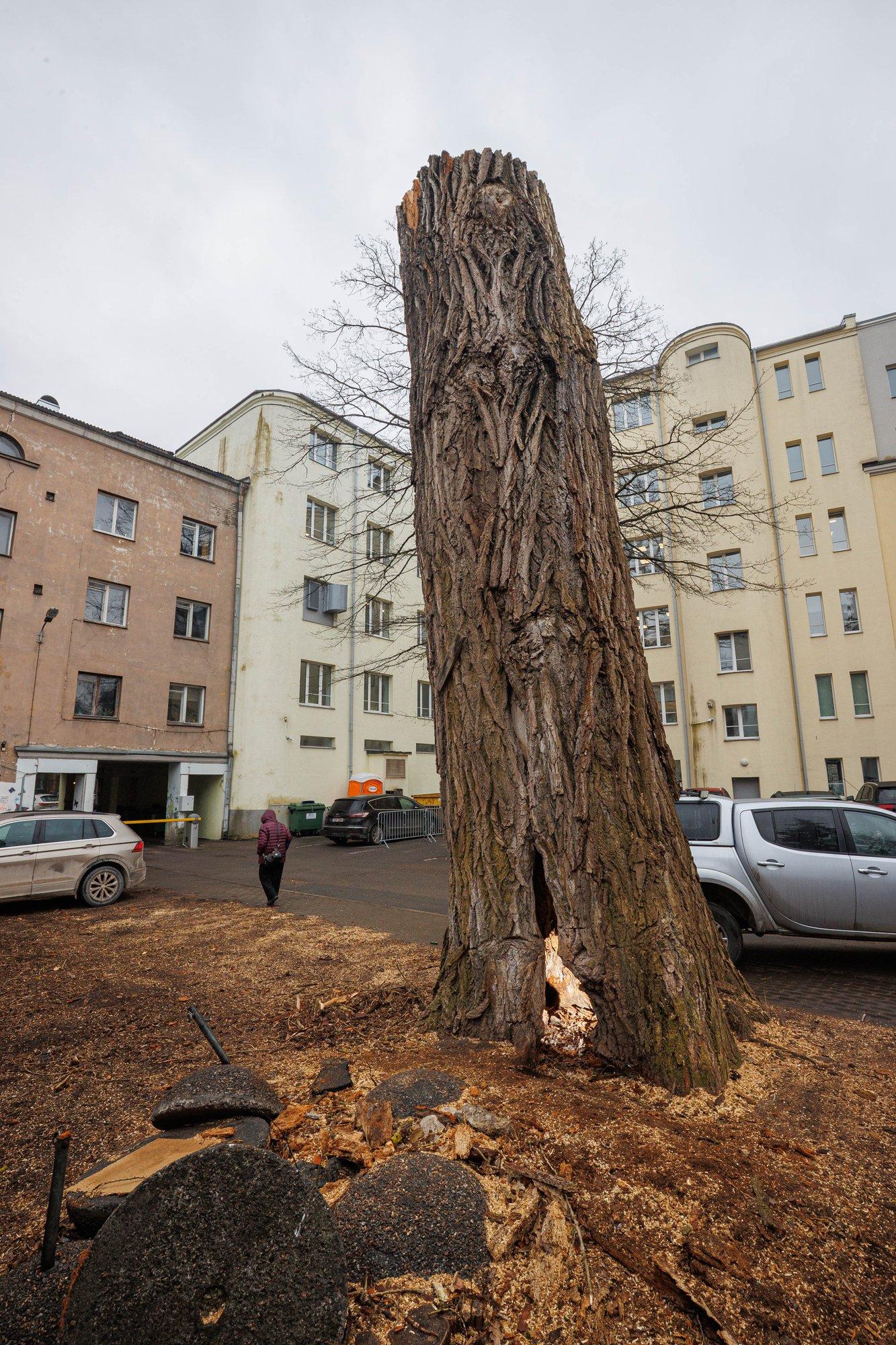 Kummaline olukord: tohutu must pappel seisab õiguskaitse tõttu pooleldi raiutuna