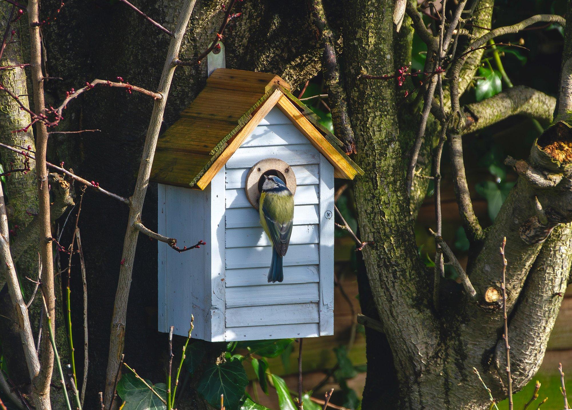 Meelita linnud aeda ise tehtud pesakastiga – milliseid materjale kasutada ja milliseid vigu vältida?