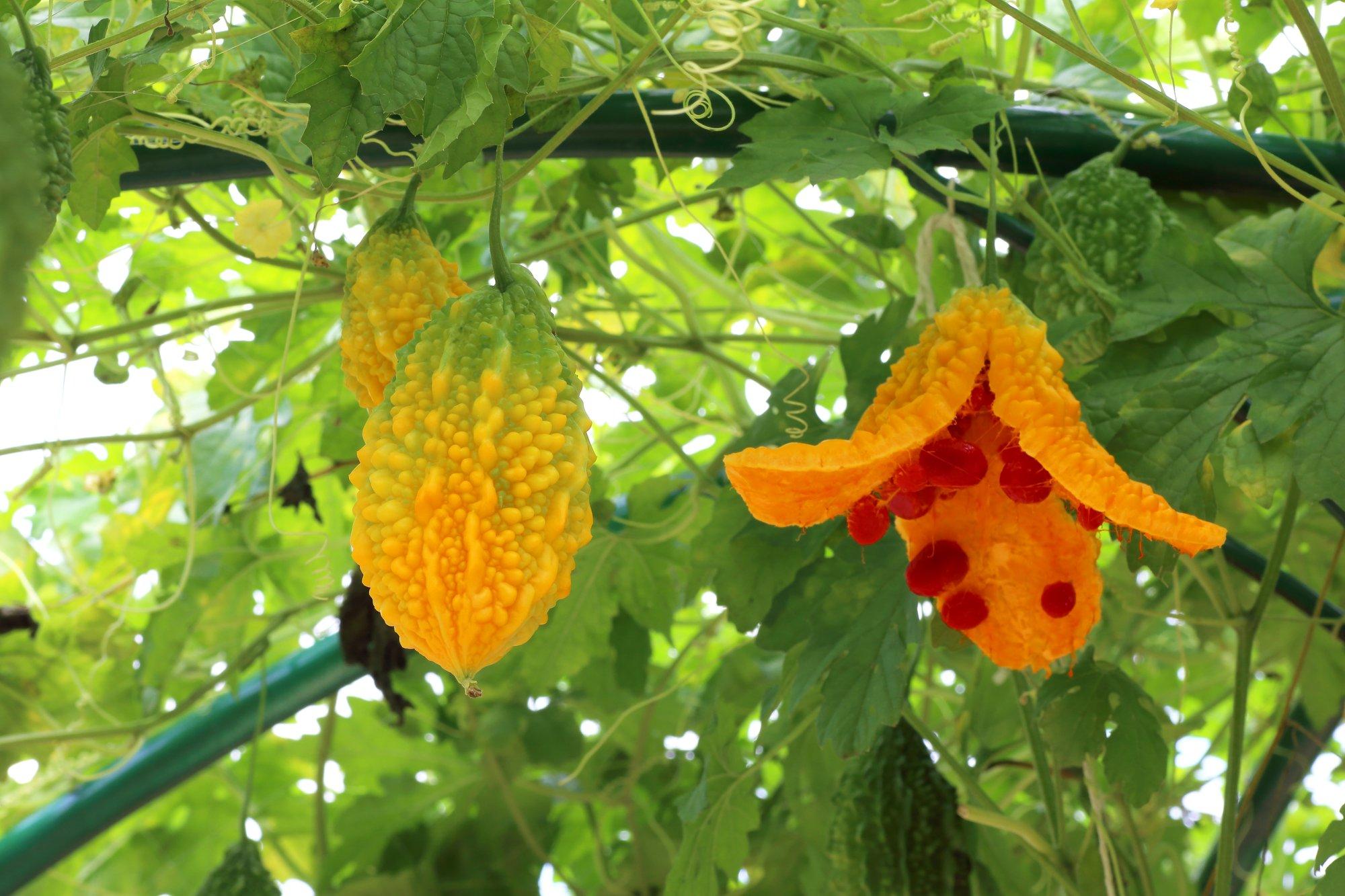 Karella-kibekurk peletab lõhnaga ja pommitab seemnetega, olles saanud nimeks pöörane kurk