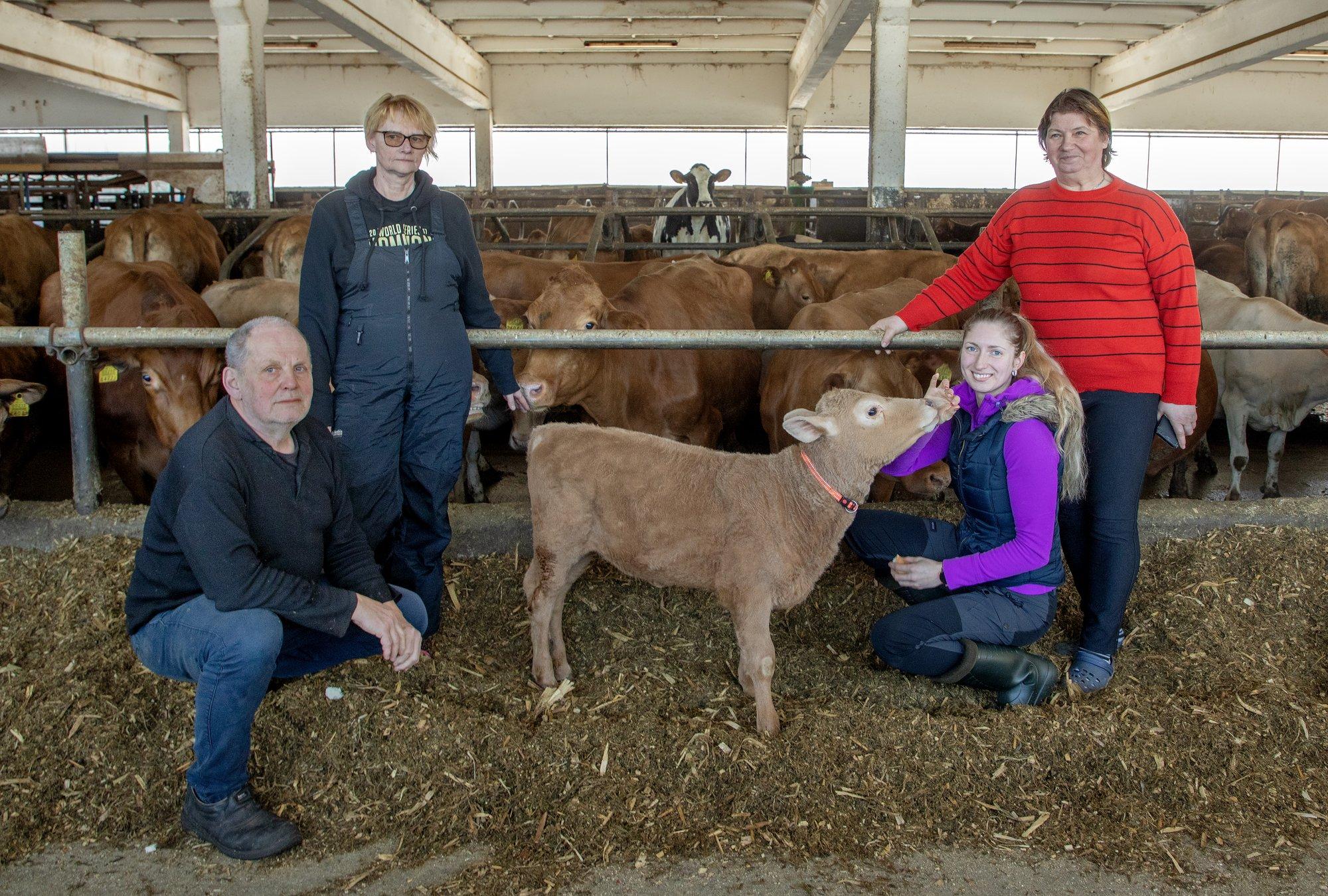 „Ärge saatke neid veiseid kombinaati!“ Talunaine päästab viimaseid Eesti maatõugu lehmi