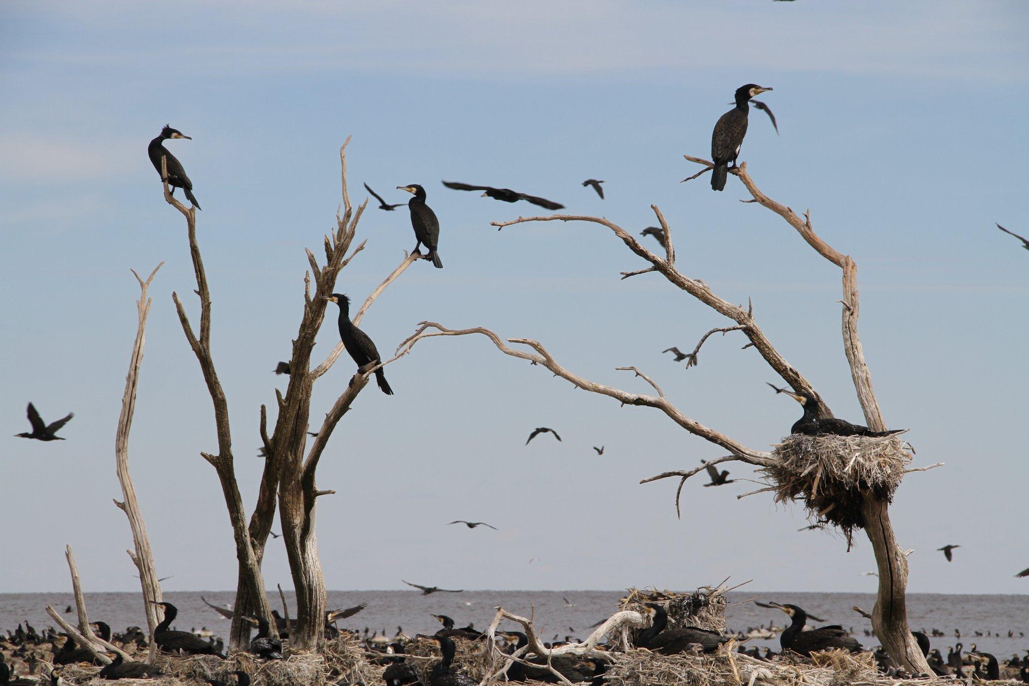 Eesti Vee-elustiku Selts: SOS, kormoranid! Viie aasta pärast pole meil enam kala