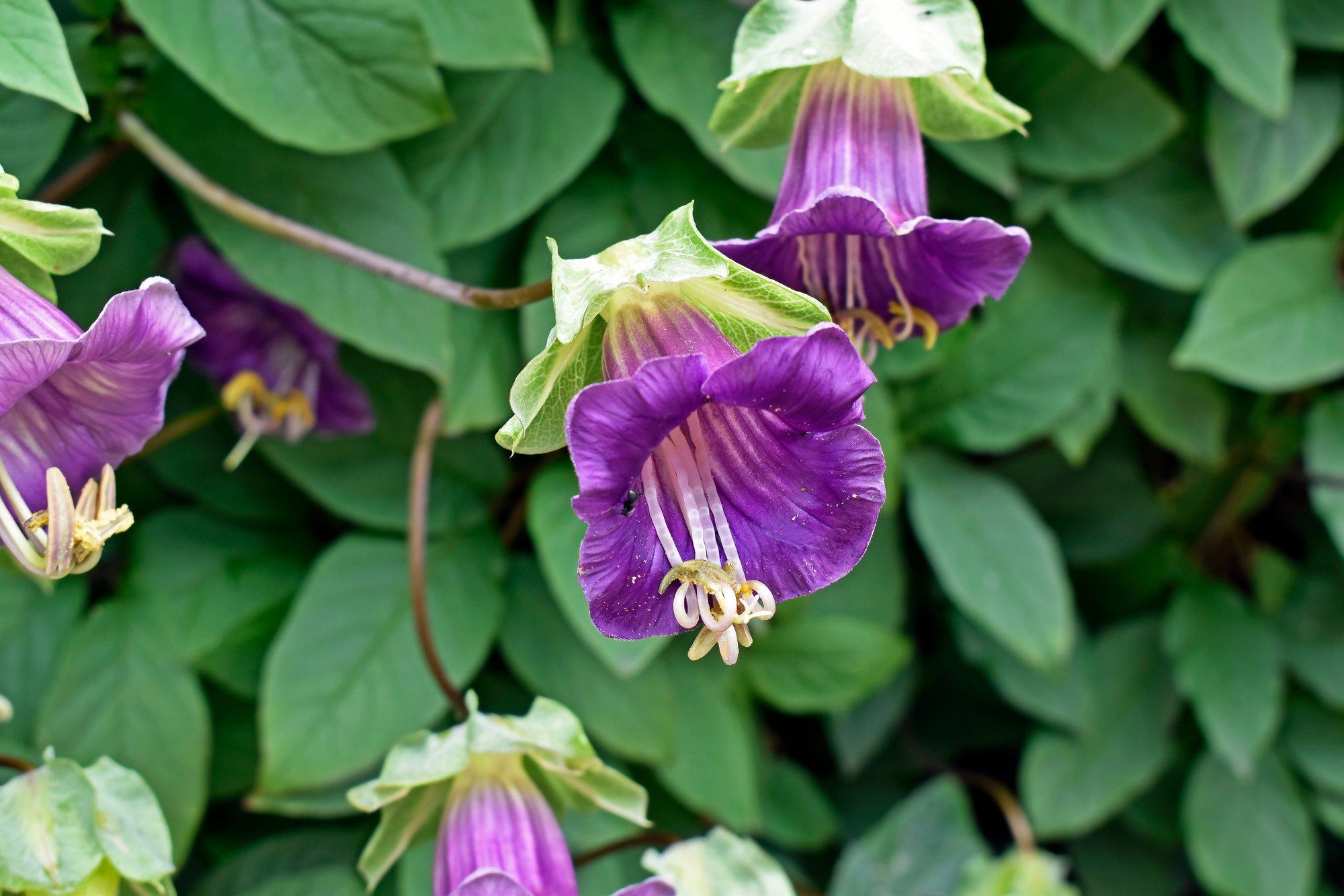 Mehhiko vanikkuljus on üks võluvamaid ronitaimi