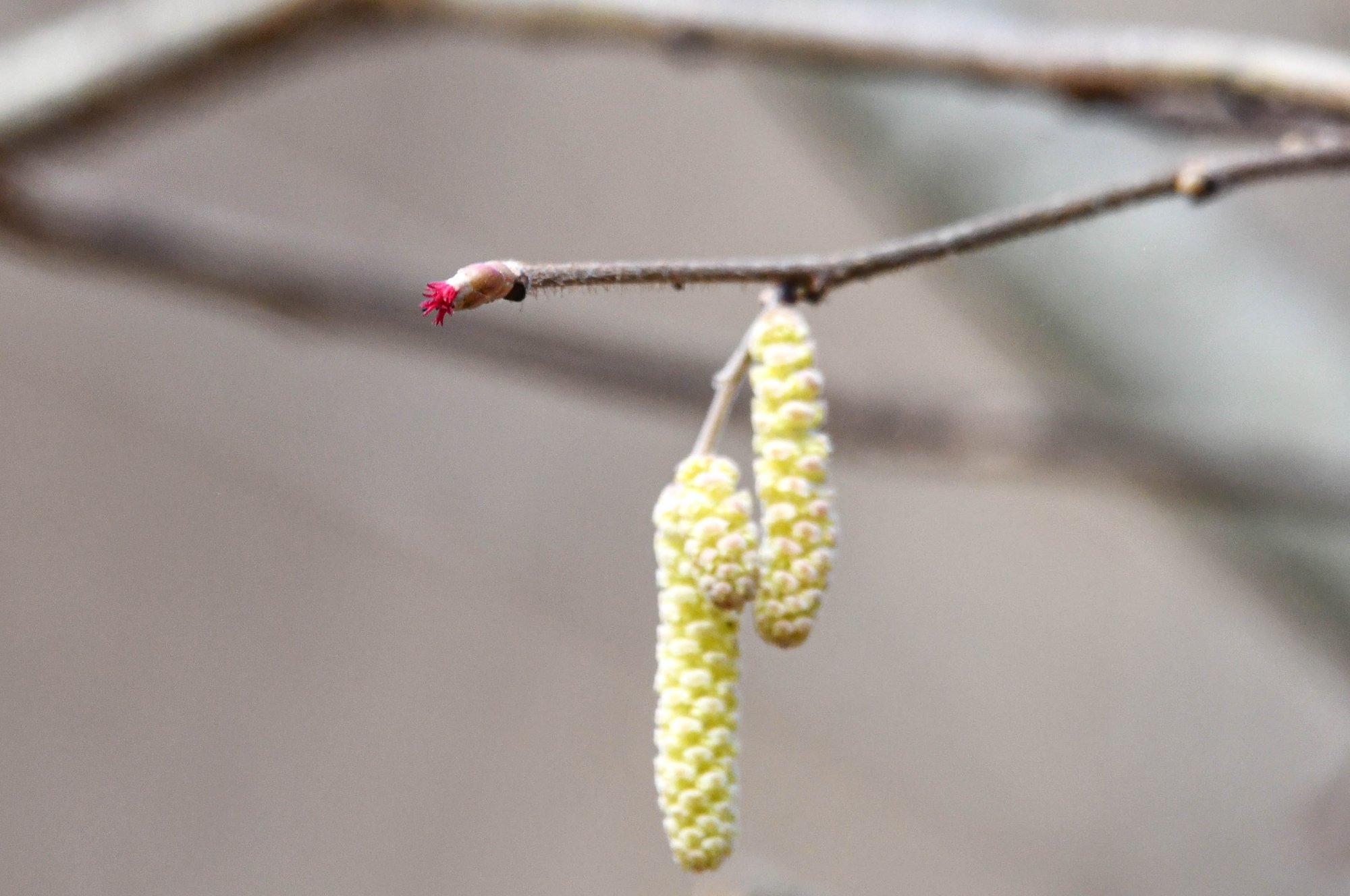 Hariliku sarapuu emasõis: kas oled seda imetillukest iludust metsas märganud?