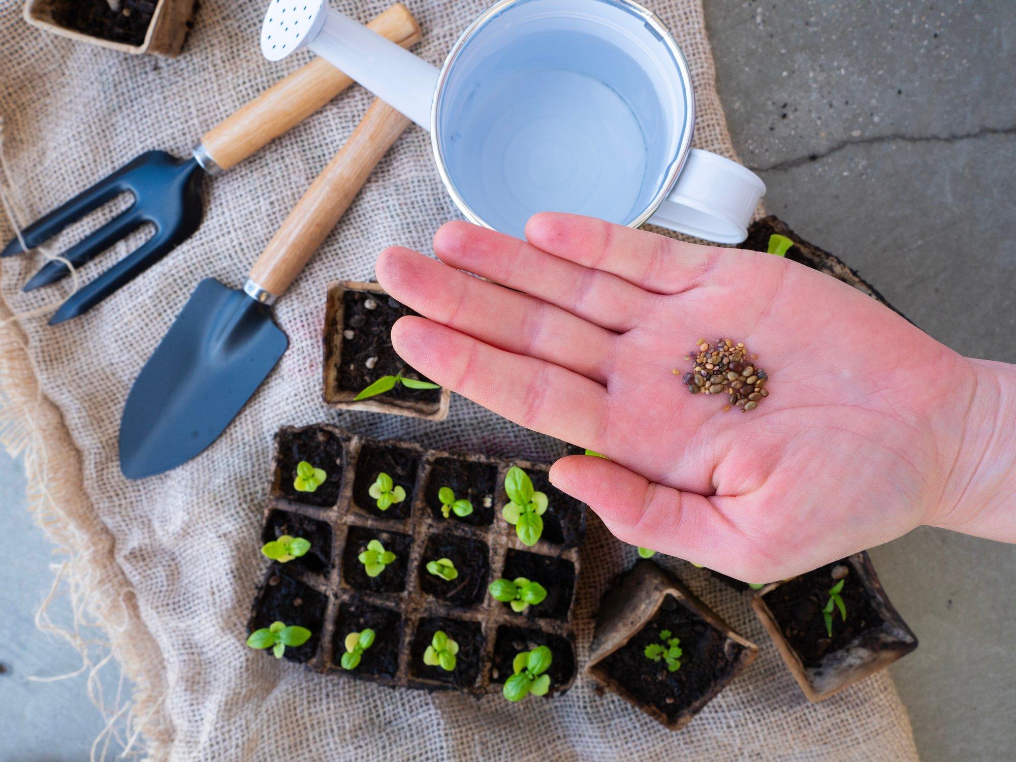 Põhitõed, kuidas kasvatada seemnetest ilusad ja tugevad taimed