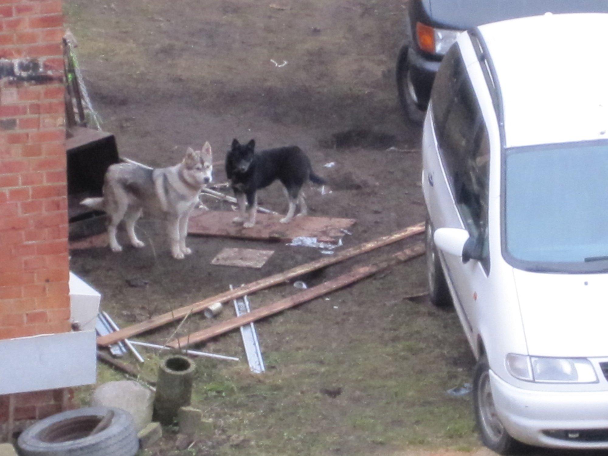 Kokkuhoid elude arvelt? Kutsikas pidi käpa murdma, et ta koos õega rooja sees elamisest päästetaks