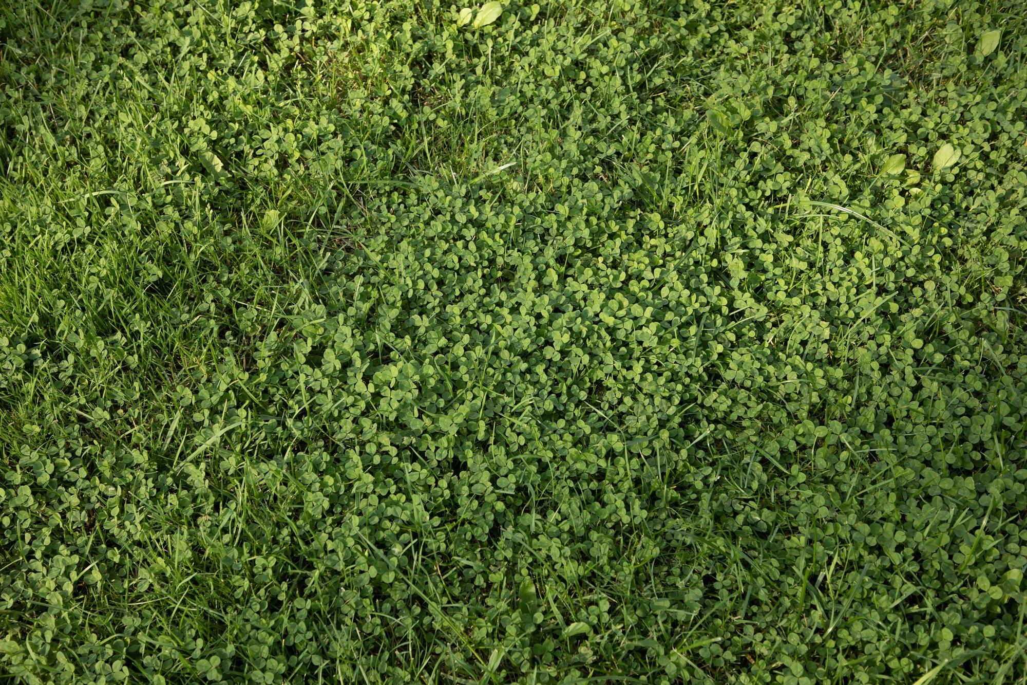 Valmis muru vs. oma kätega rajamine: millele tasub raha kulutada?