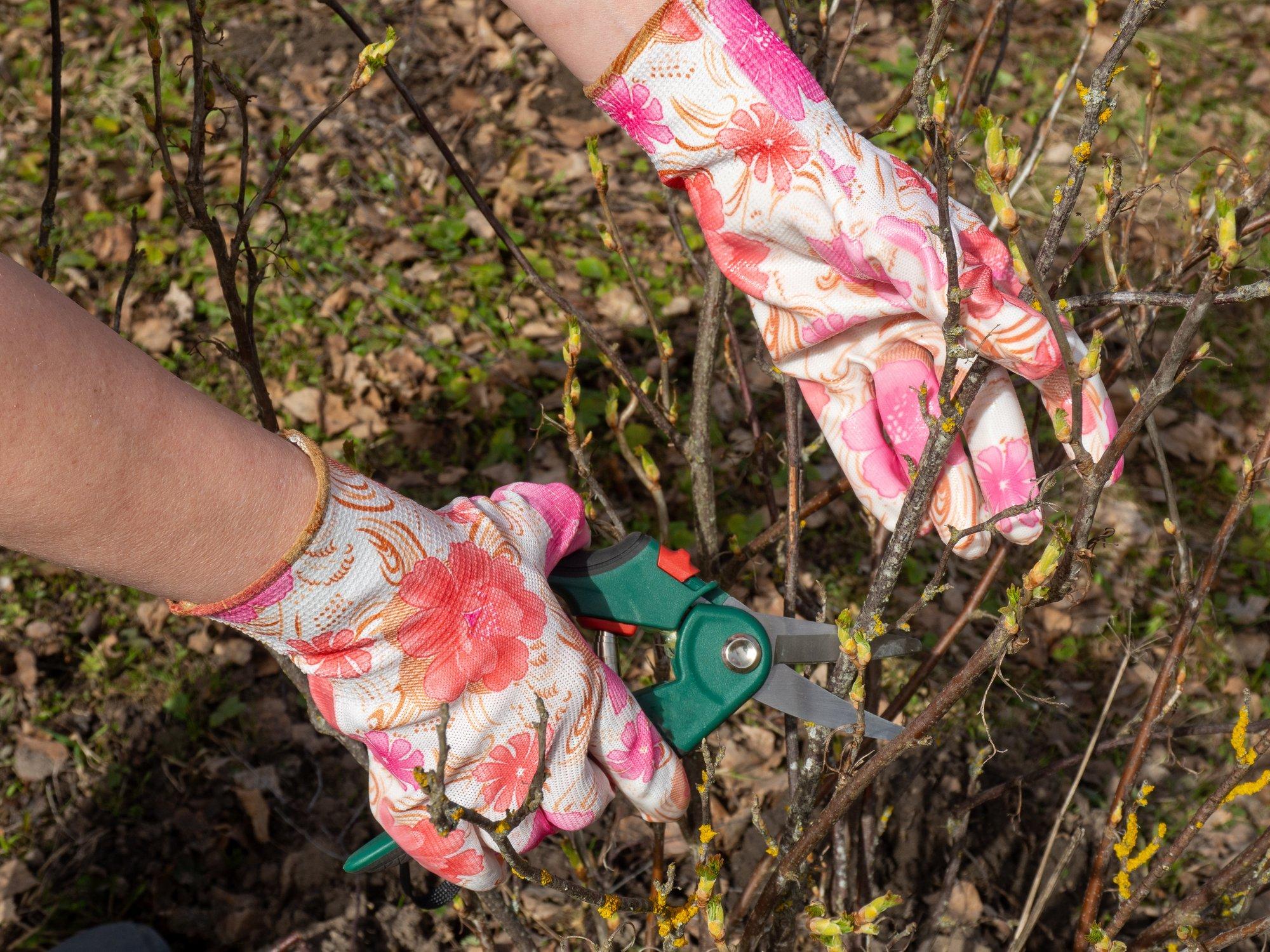 VIDEO | Korraliku saagi saamiseks tuleb marjapõõsaid kevadel õigesti lõigata