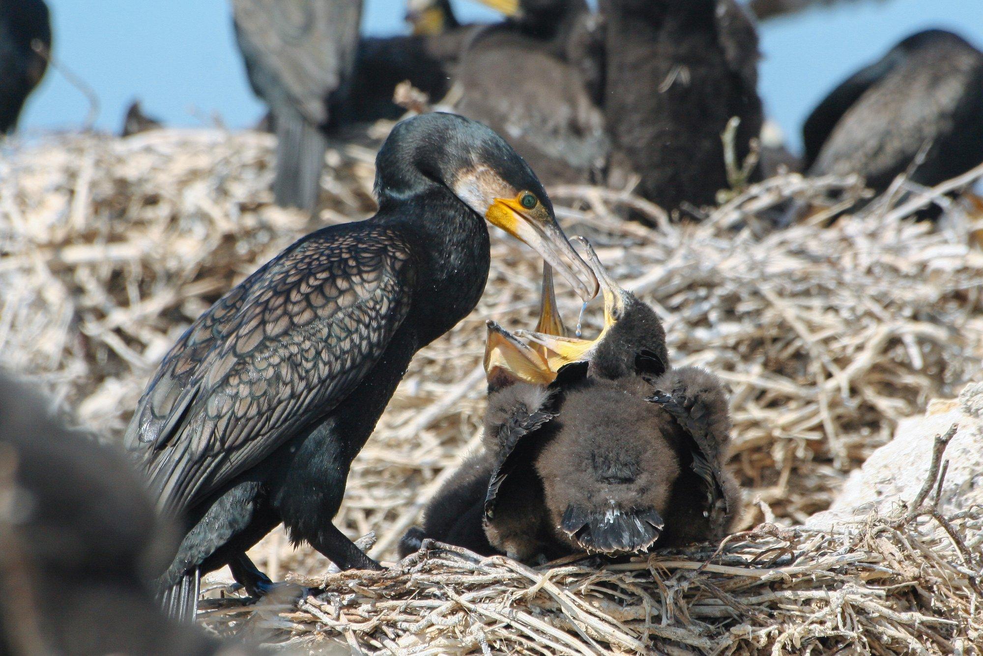 KUUMAD KÜSIMUSED | Kas võin kormoraniga hiinlase kombel kalastada või pommiga ta pesa hävitada?