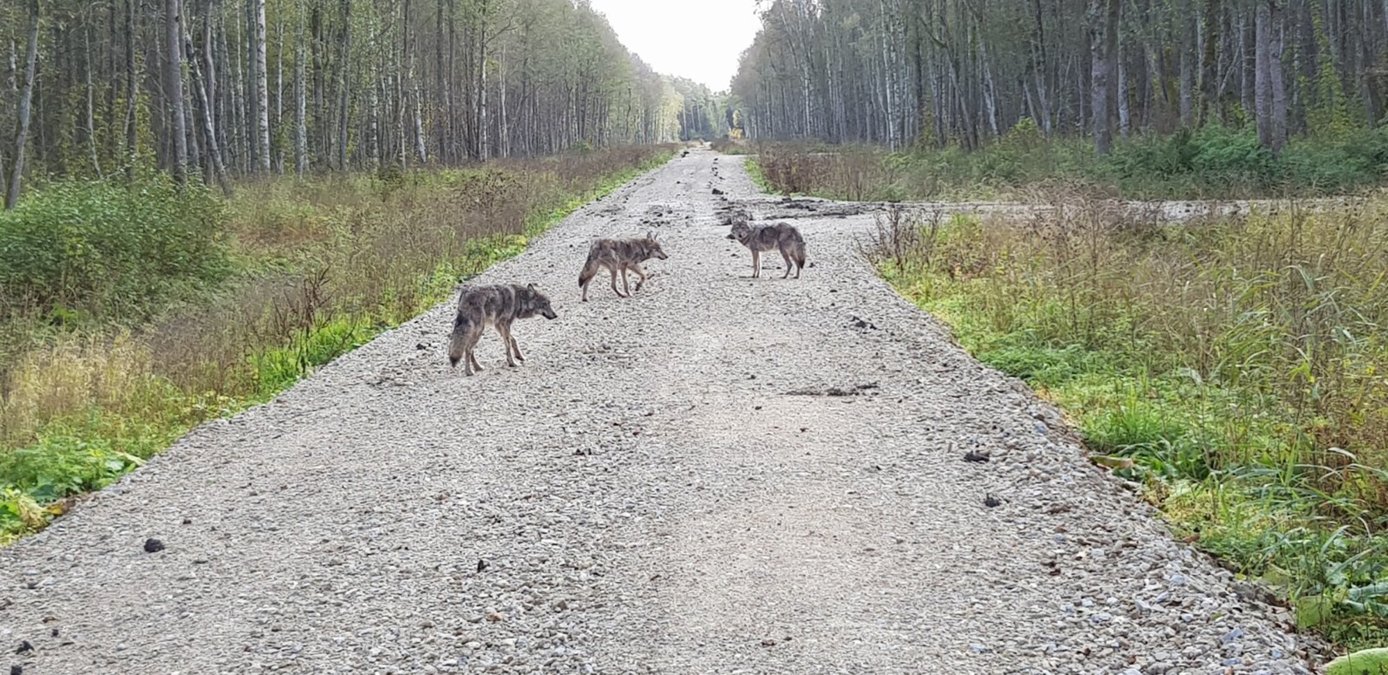 Lõppenud hooajal küttisid jahimehed lubatud 134 hundi asemel 118