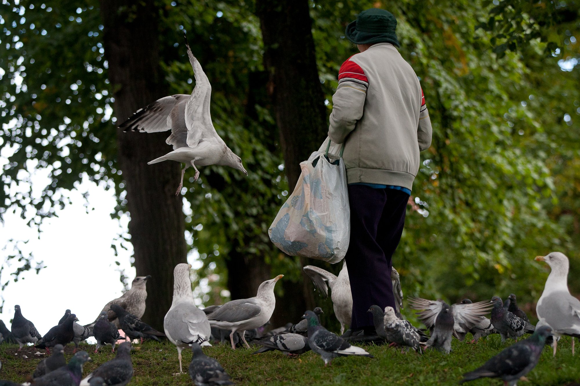 Tallinn tühistas lindude toitmise keelu, sest trahvida polnud võimalik. Linnuökoloog: tõmbame endale lisahäda kaela