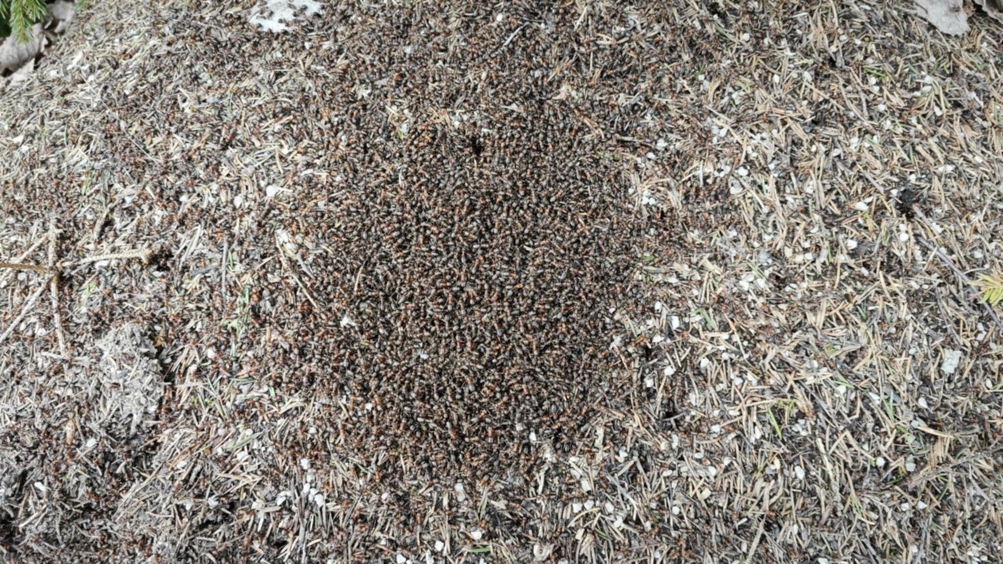 Kevad toob elu: kuidas metsasipelgad talveunest ärkavad?