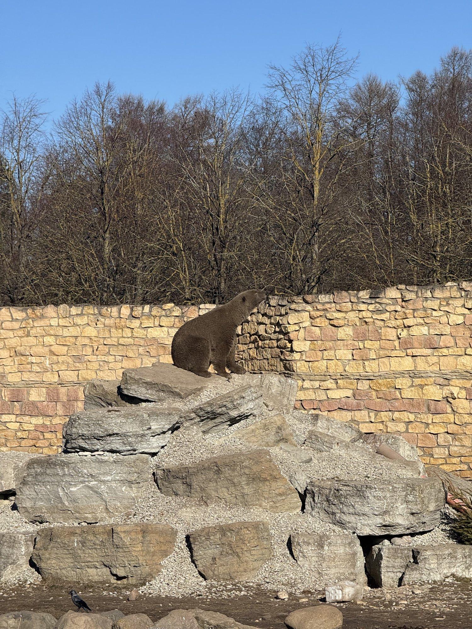 VIDEO | Kas arvasite, et Tallinna loomaaeda on saabunud uued jääkarud?