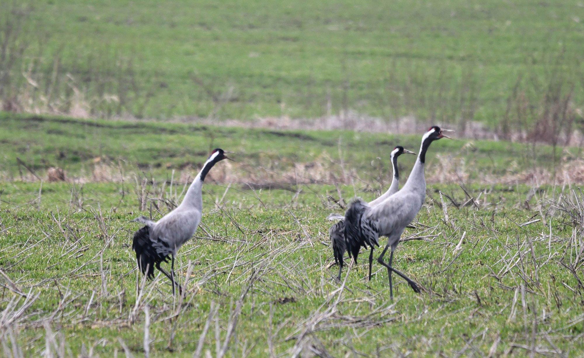 SPETSIALIST VASTAB | Mis saab rändlindudest, kui uuesti külmaks läheb?