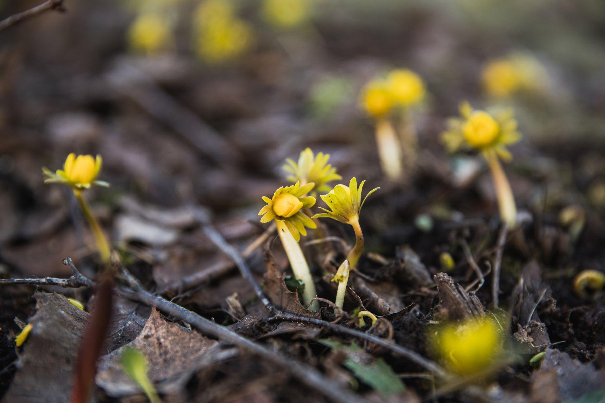 PROGNOOS | Ilmatargad räägivad, millal saabub tõeline kevad