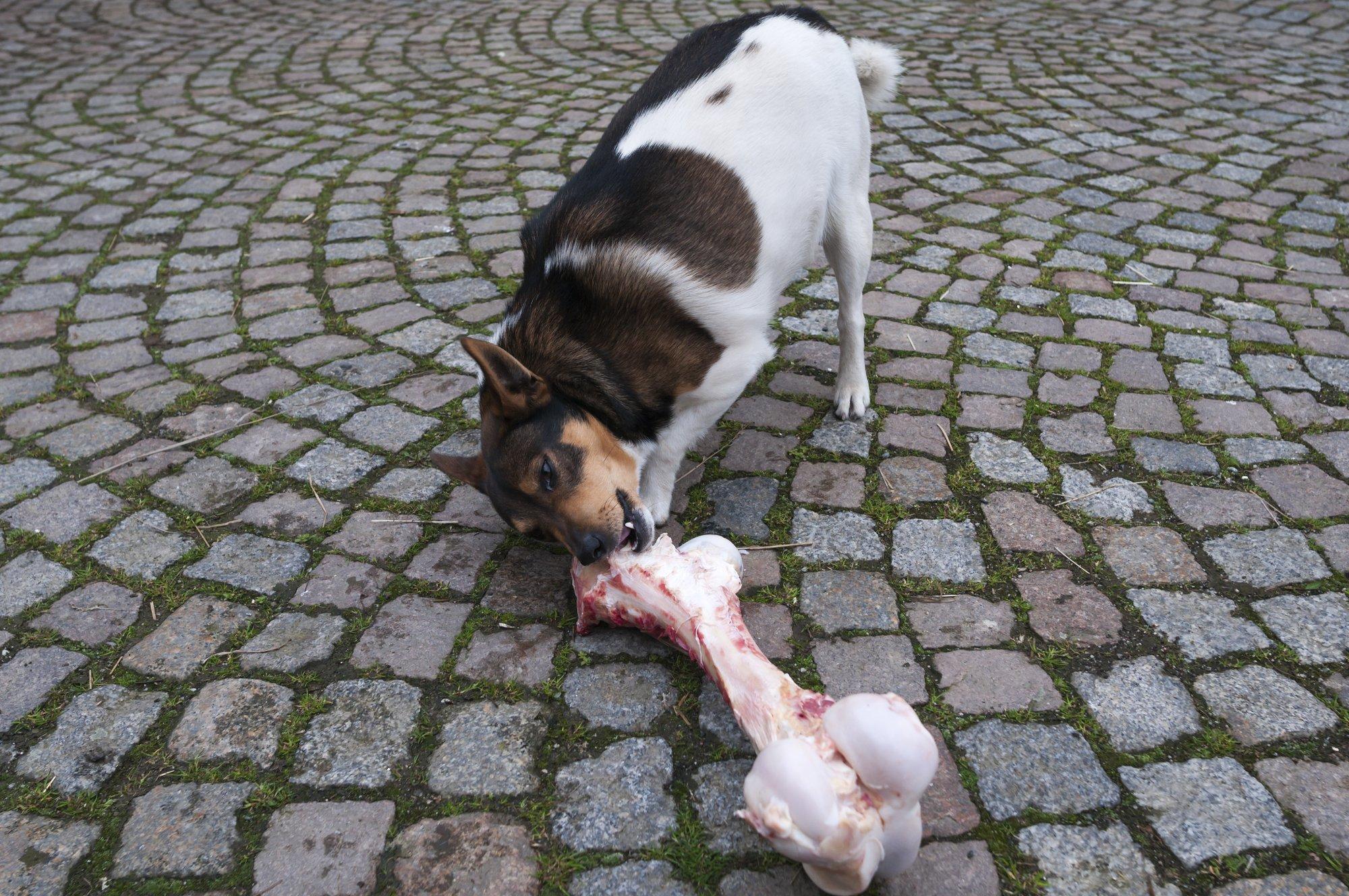 Sulanud lumi paljastab ohtlikud üllatused, mis võivad koerale traagilisi tagajärgi põhjustada