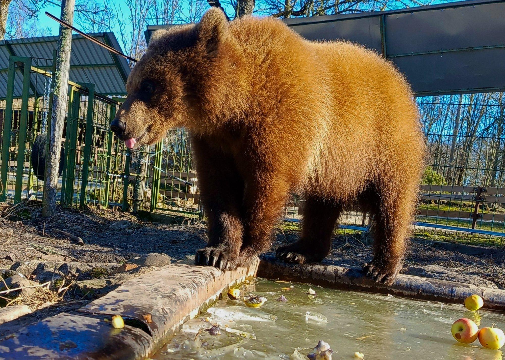 Elistvere karupreili nimi on lõpuks selgunud. Kas võtsid ka osa nime valimises?