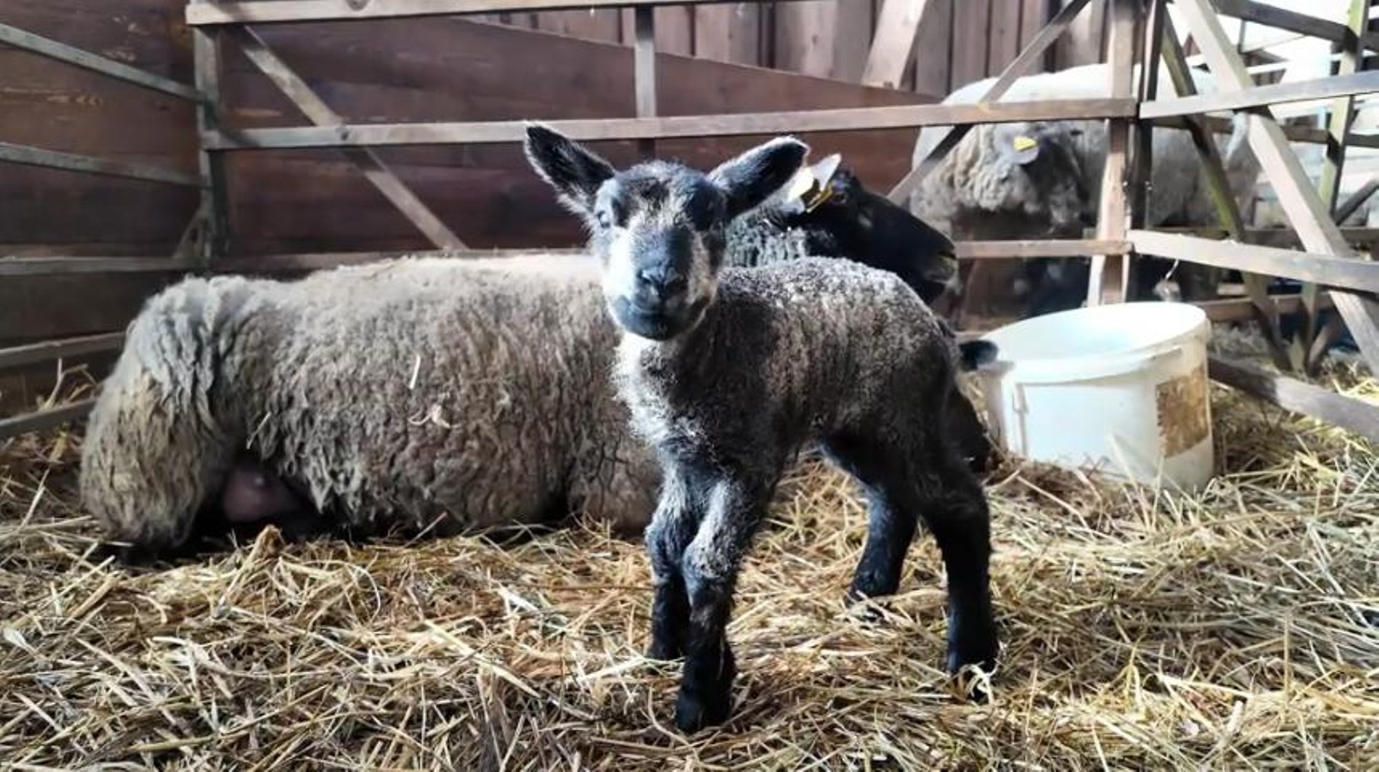 ARMAS VIDEO | Iisaka talus vupsas ühe päevaga ilmale ligi 50 lambatalle korraga