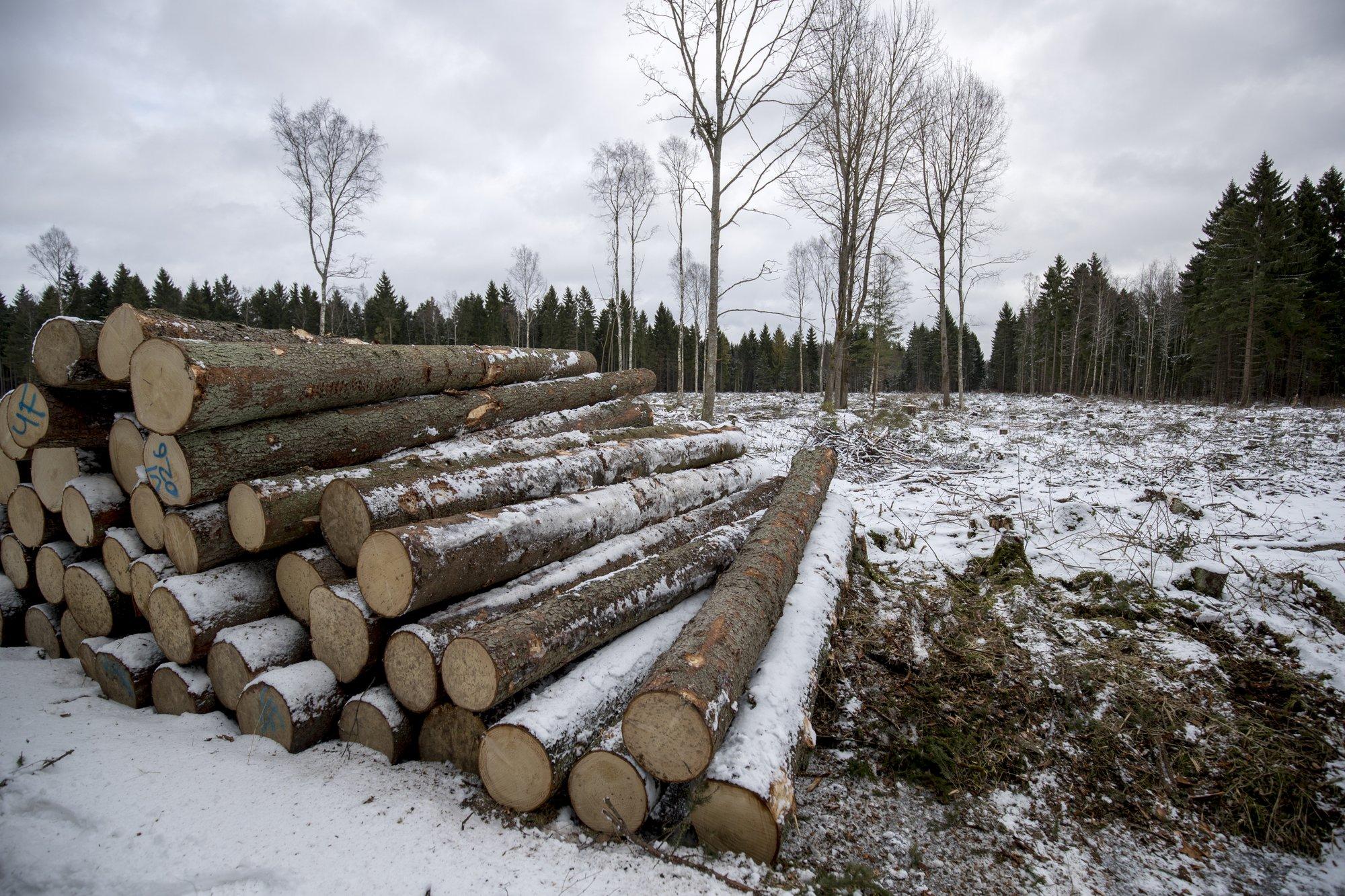Suure raiemahu ja vananemise mõju. Metsad ei seo enam süsinikku, vaid heidavad seda
