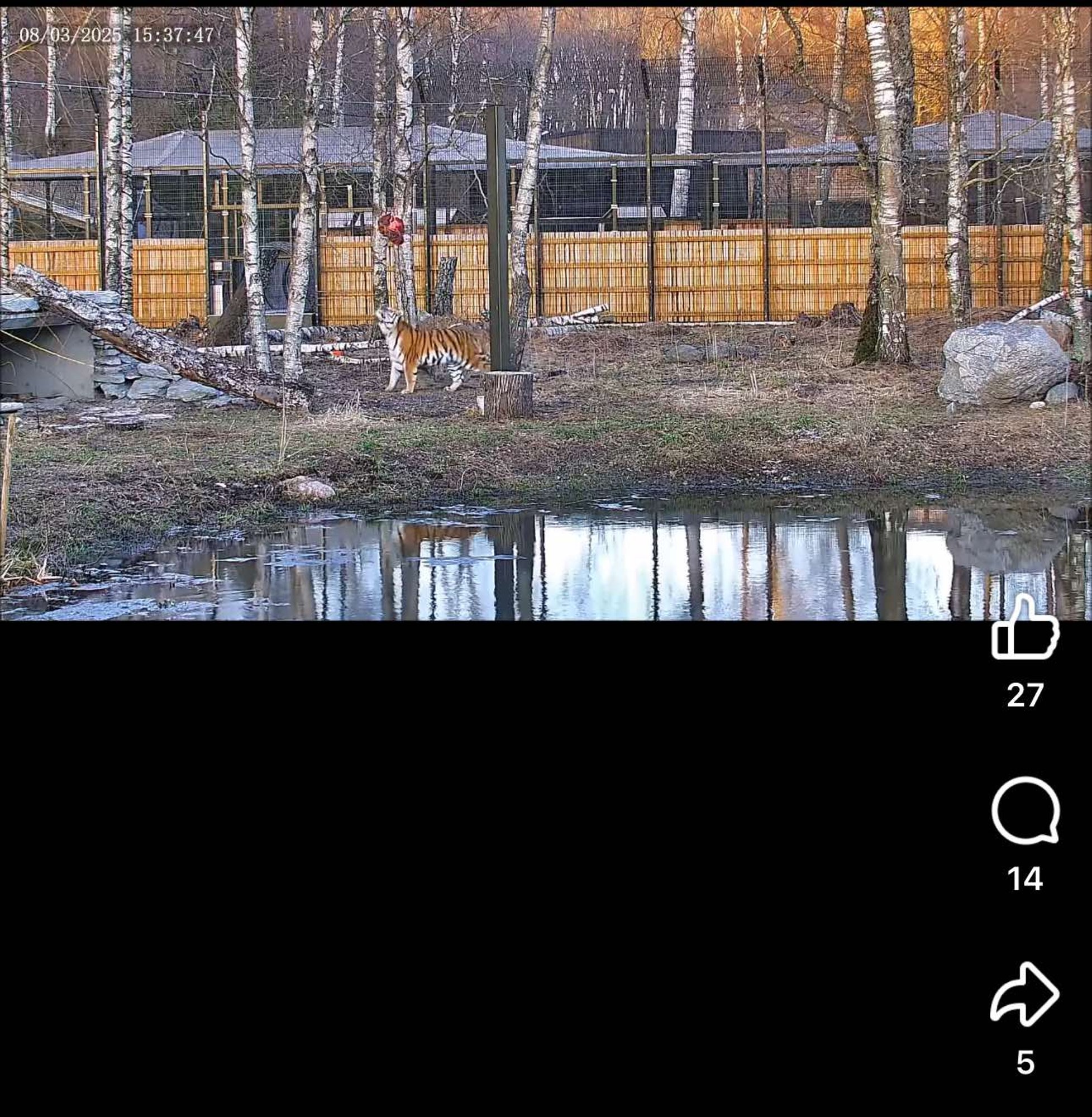 VIDEO | Loodus või julmus? Tallinna loomaaia uus söötmisvõte tekitas tormi