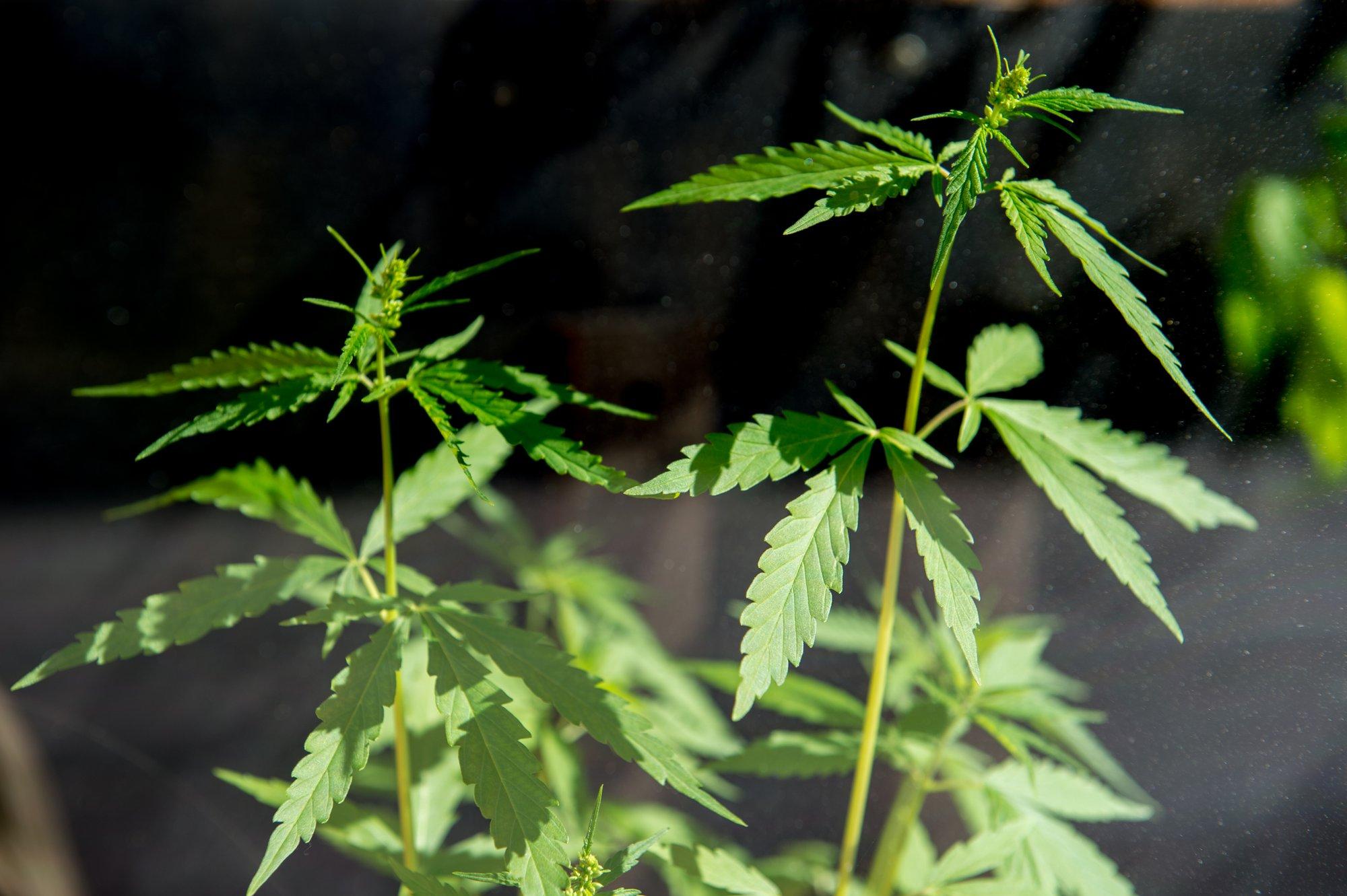 Politsei pidas Ida-Virumaal kinni kanepi käitlemises kahtlustatava mehe