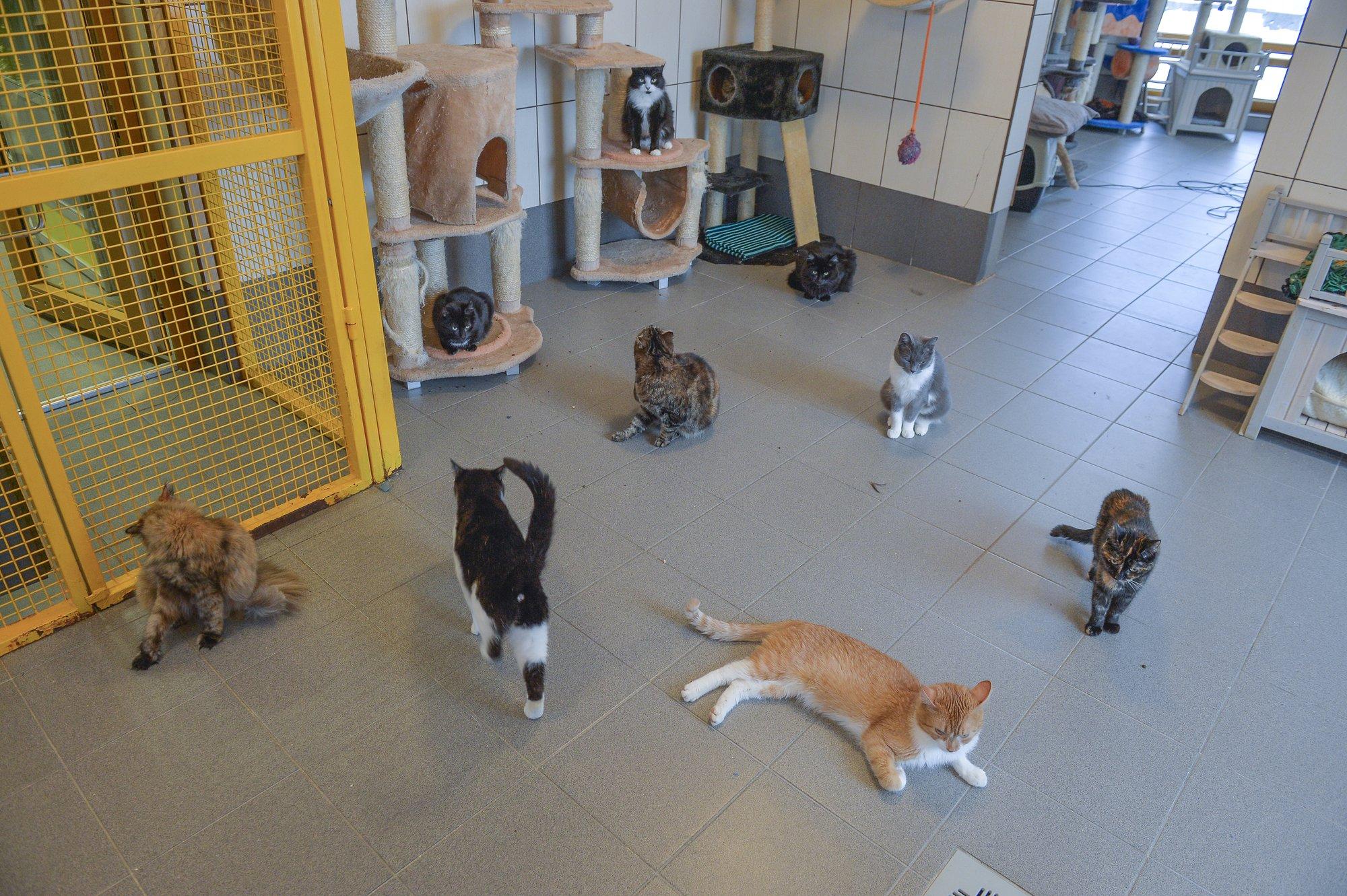 Kurikuulus skandaalidesse sattunud loomade hoiupaik läks maksuvõla tõttu pankrotti