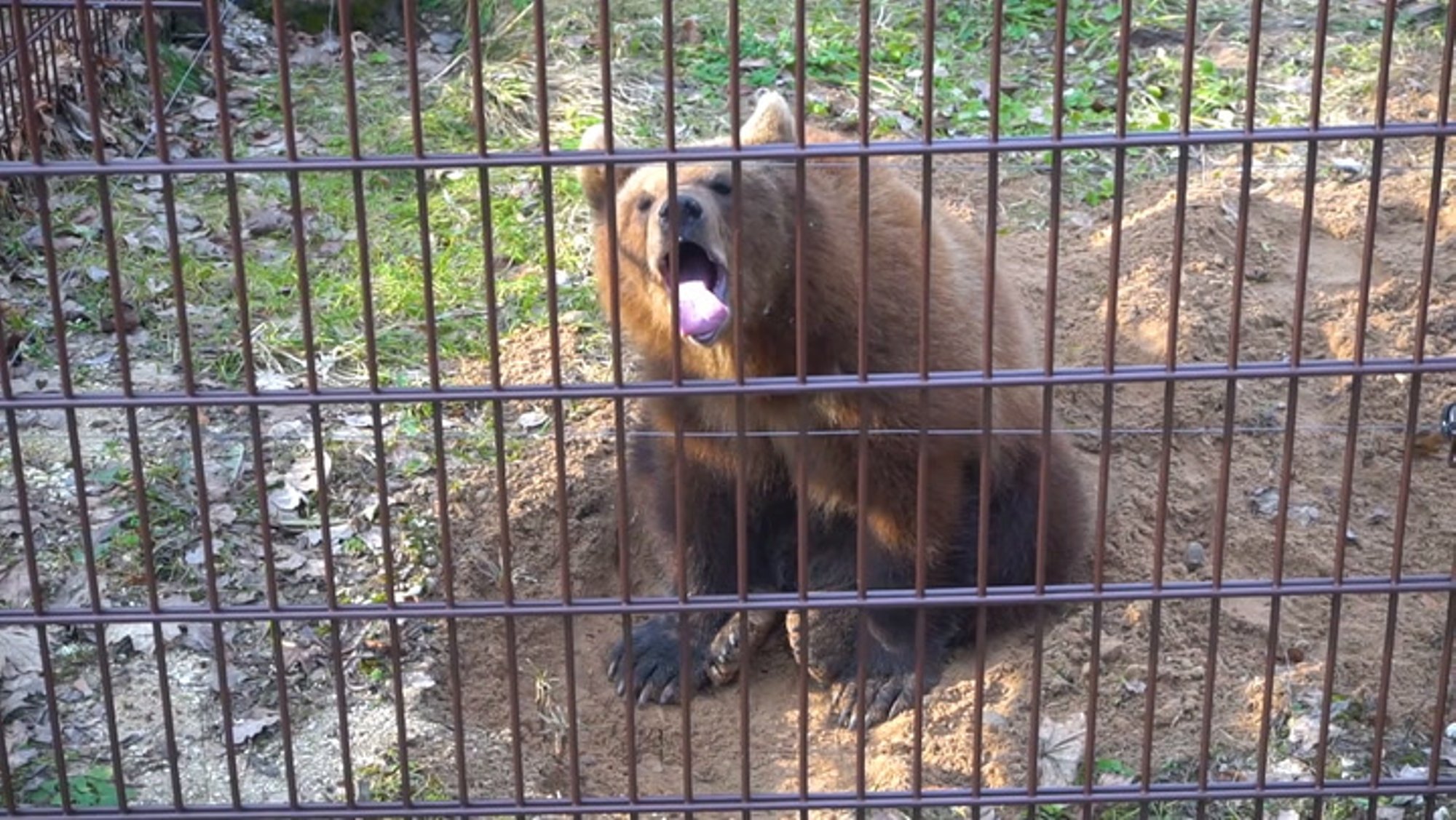 VIDEO | „Raske on pisaraid tagasi hoida!“ Sõprus inimesega viis karutüdruku vabadusest Elistvere loomapuuri