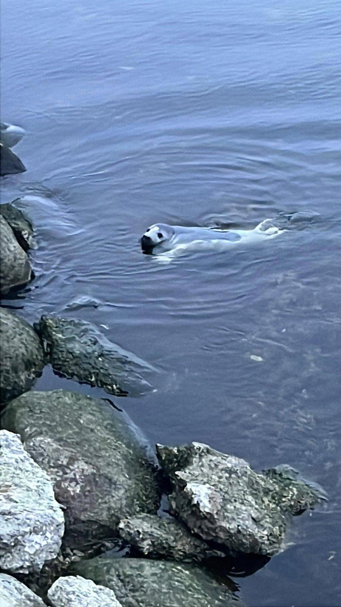 VIDEO | „Suples seal koos taliujujatega.“ Linnahalli kai juures ujus ringi noor hüljes