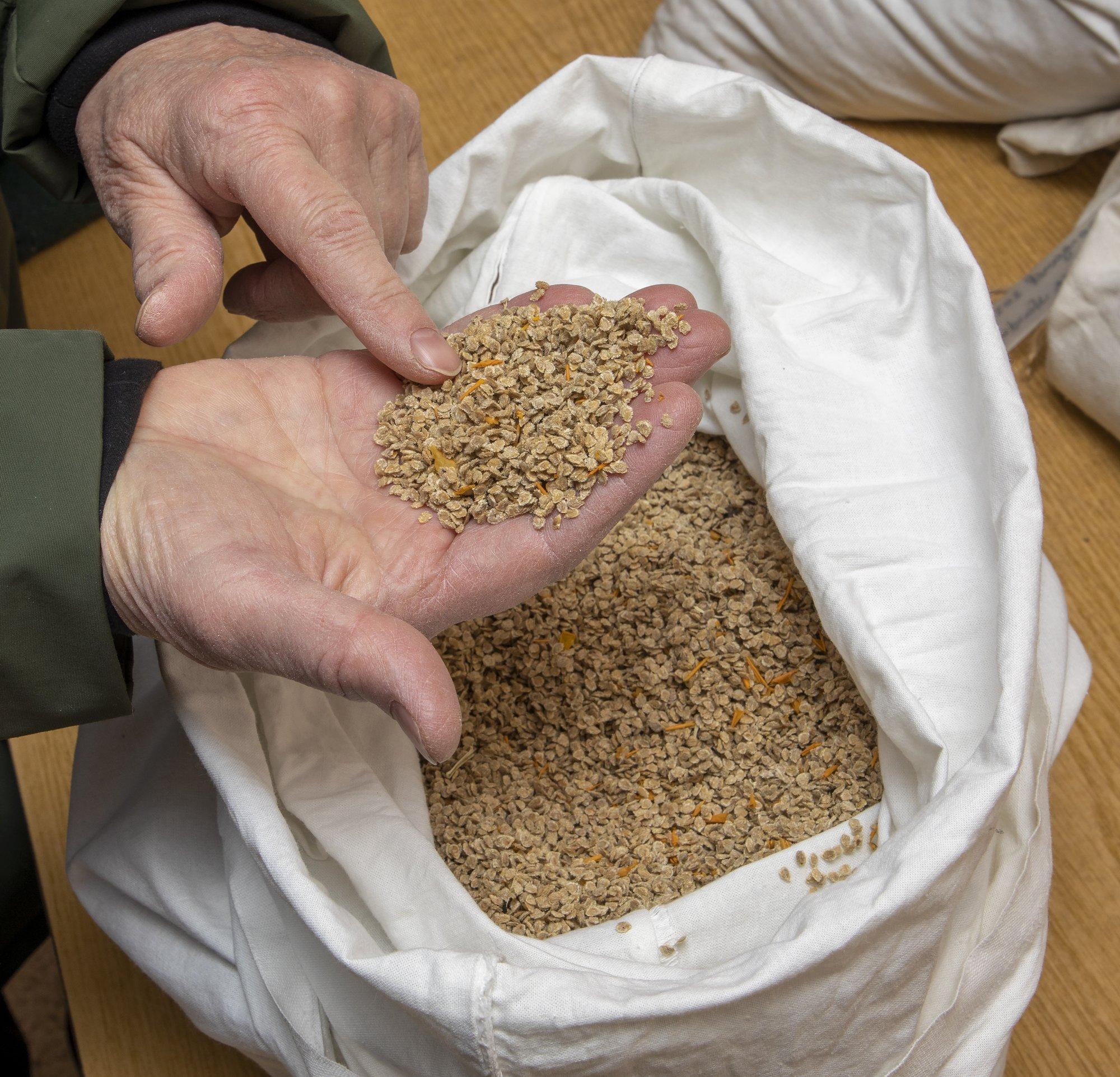 Marju Reitsak: unustage raha, seemneid tuleb koguda!