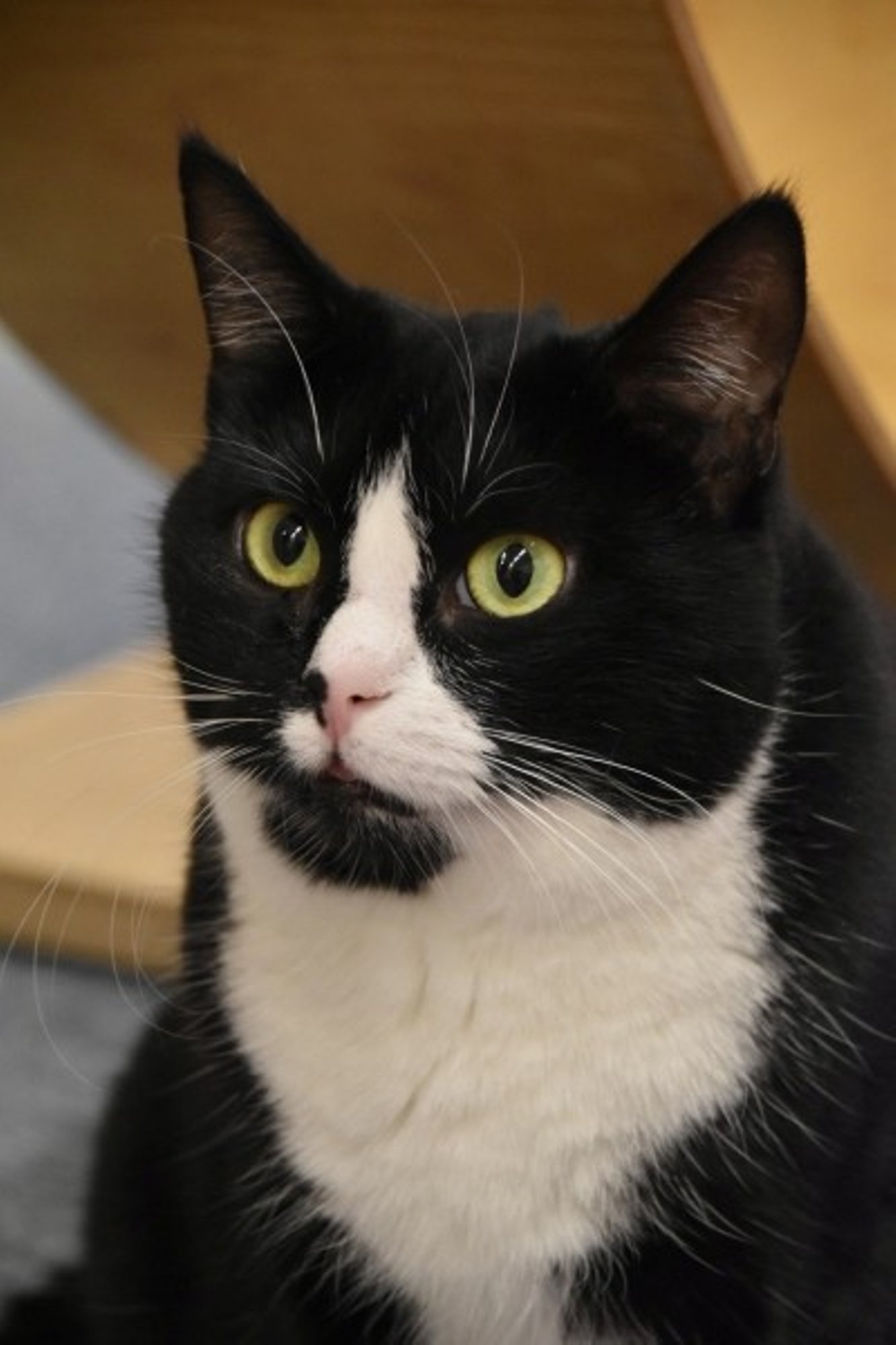 Ah, ju ta on surnud! Adopteeritud Emmeliine jäeti kolmeks aastaks tänavale ja leiti armilisena, surnuaed suus