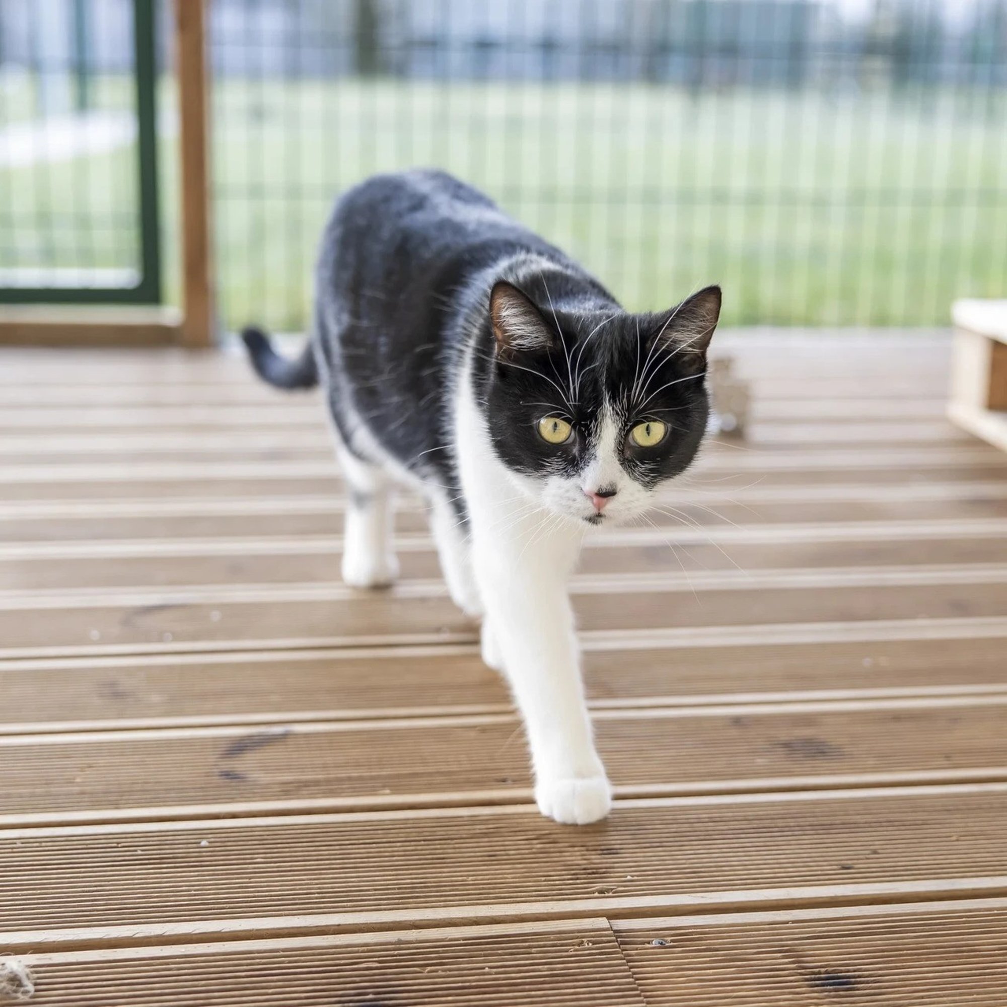 TAHAKS KOJU | Titana varjupaika sattunud Ramona võtab vastu kõik väljakutsed, mida talle pakud