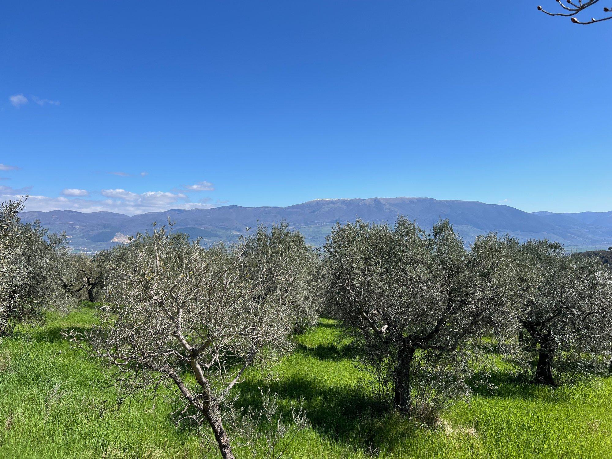 TOIDUREIS | Trühvlid, liha, vein... Umbria teeb igas mõttes Toscanale silmad ette