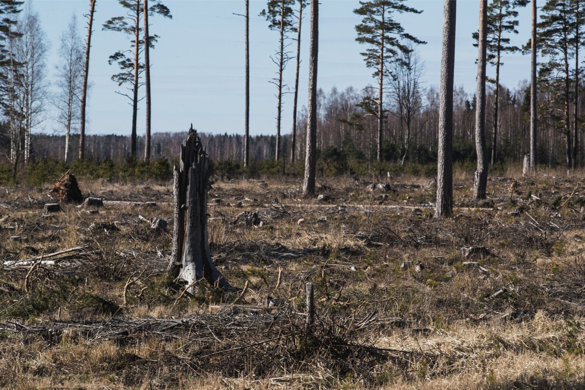 Urmas Jaagant: ärge bürokraatiametsa päris lagedaks raiuge!