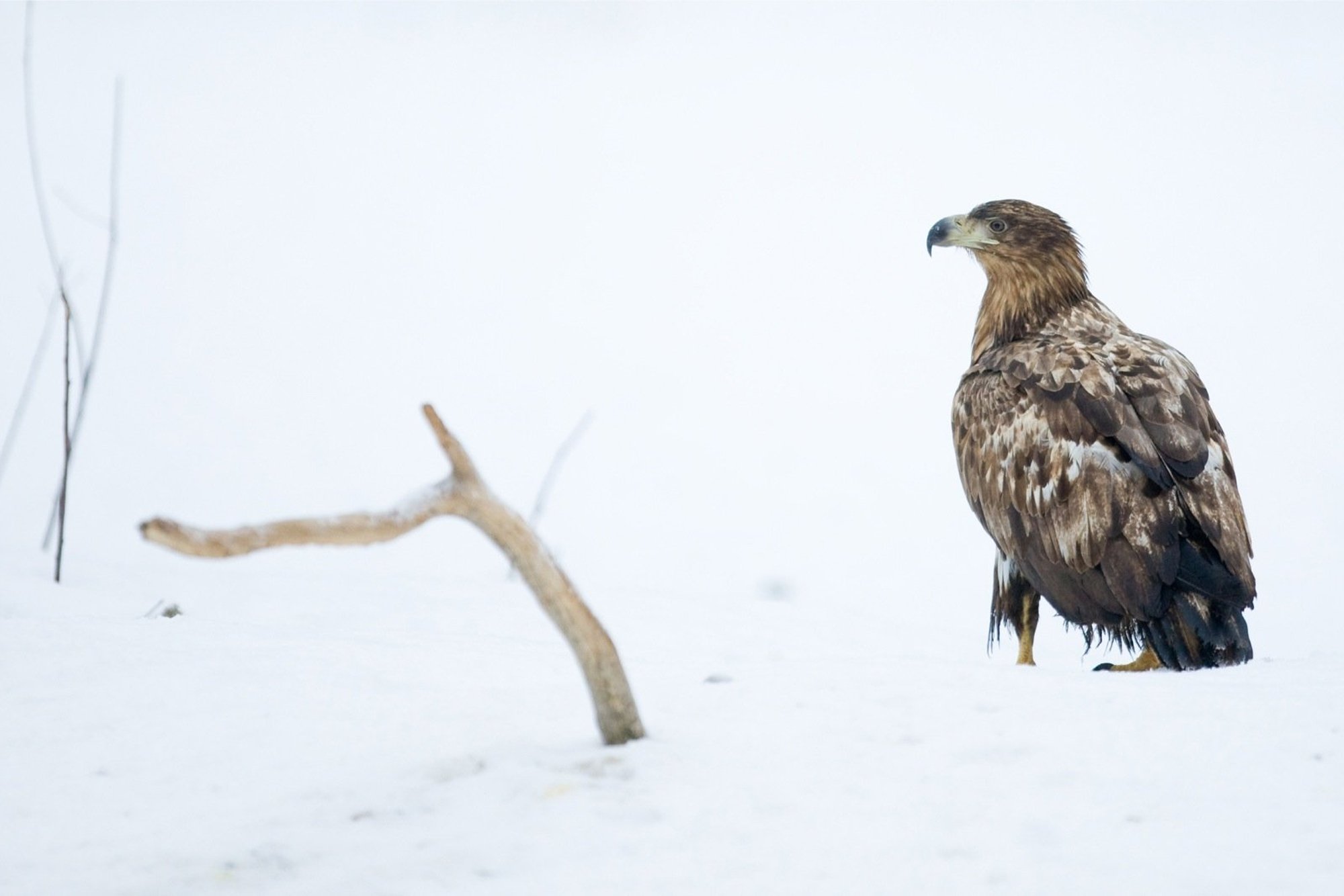 Merikotka võimutsemine sunnib kormoranid pesapaiku vahetama – looduse jõud kujundab linnumaailma tasakaalu