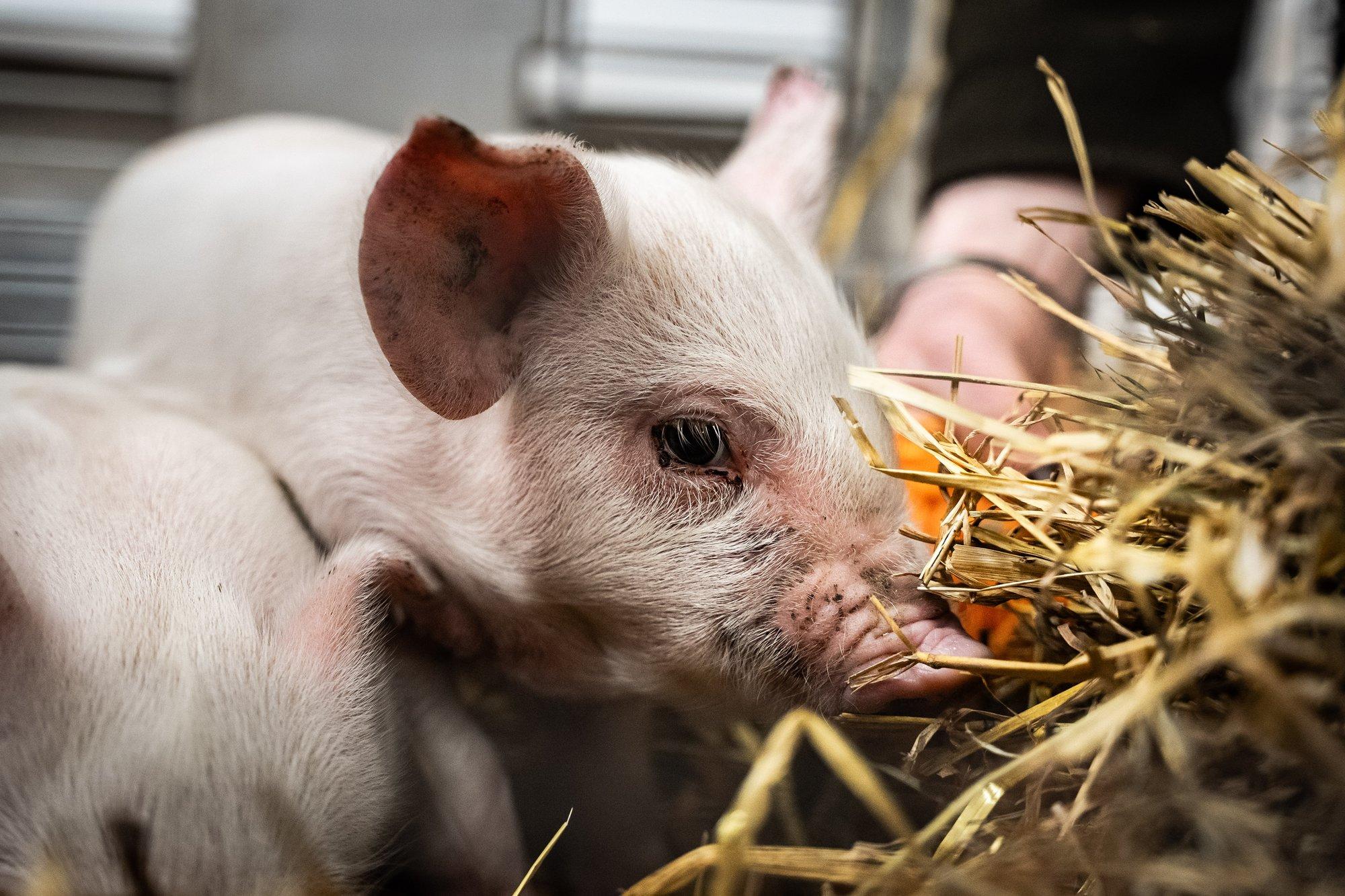 Ulme või tõde: Ameerika teadlane väidab, et inimene on šimpansi ja sea hübriid