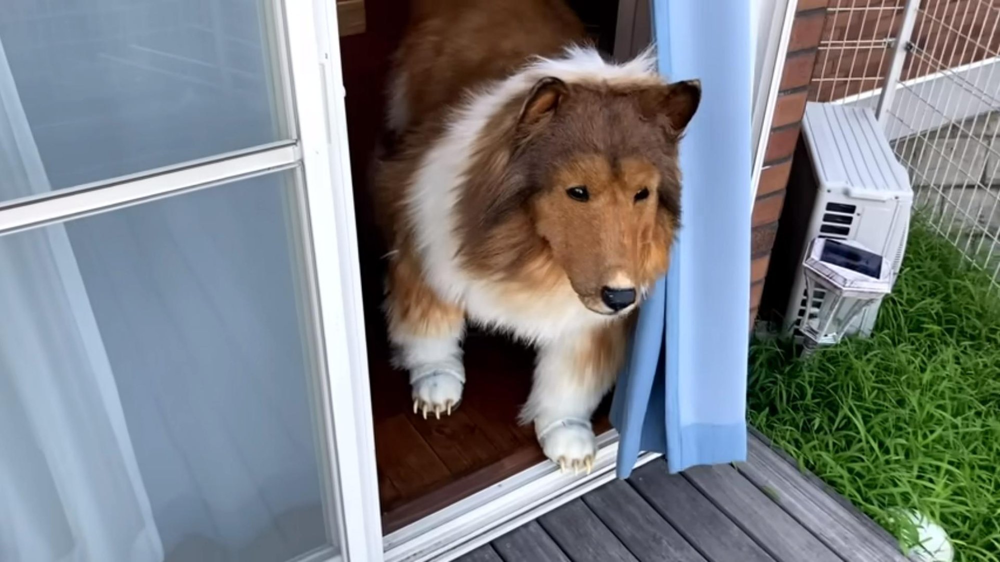 Koeraks muutumise eest ulmesumma maksnud mees avas loomaaia kõigile, kes unistavad loomaks saamisest