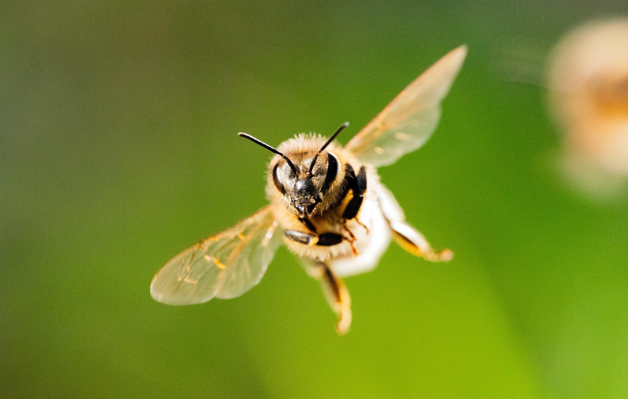 Mesilased postiga! Poola postiteenistus alustab uuendusliku kullerteenusega