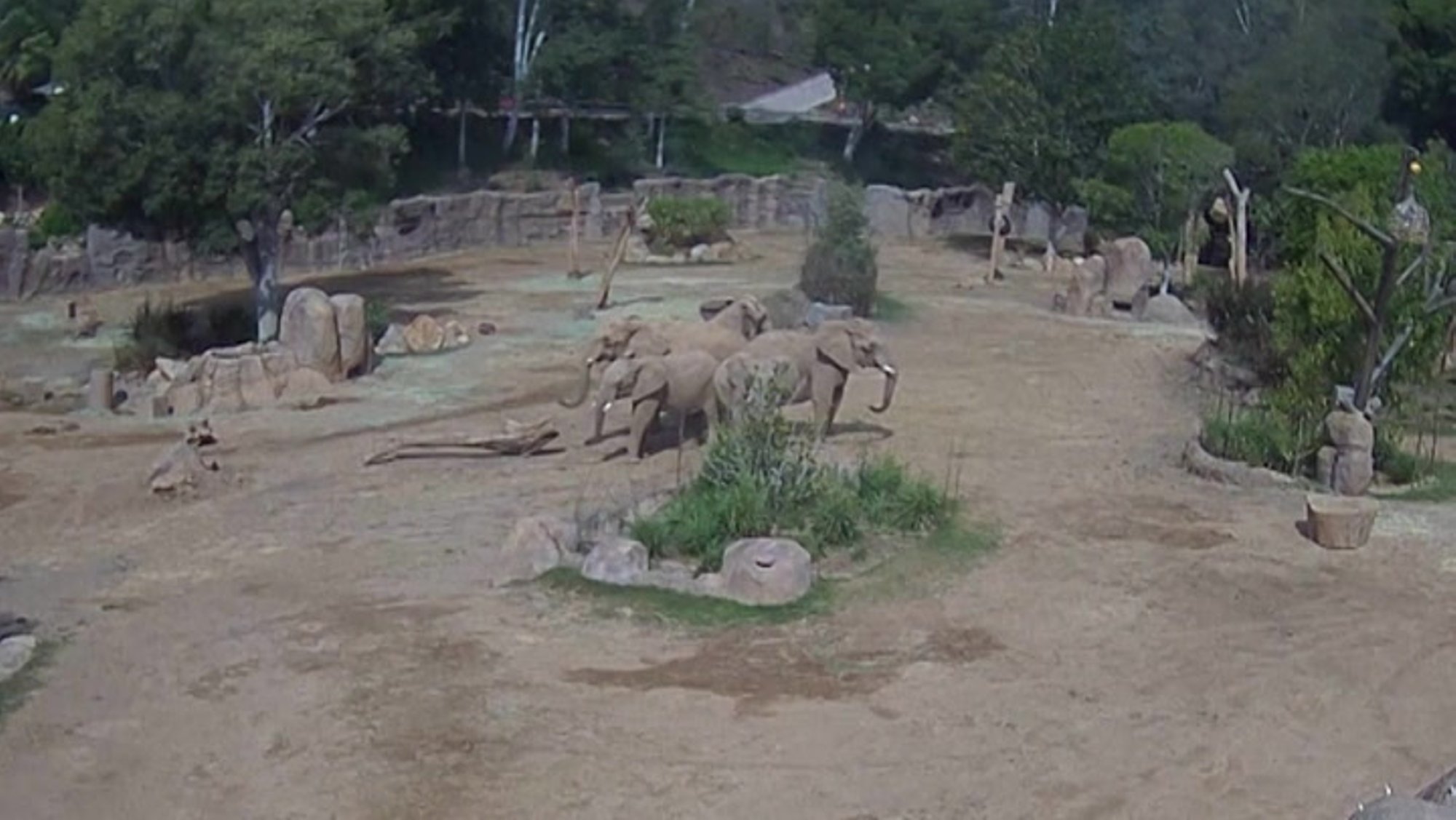 VIDEO | Elevandikari kaitseb oma ehmunud lapsi maavärina eest