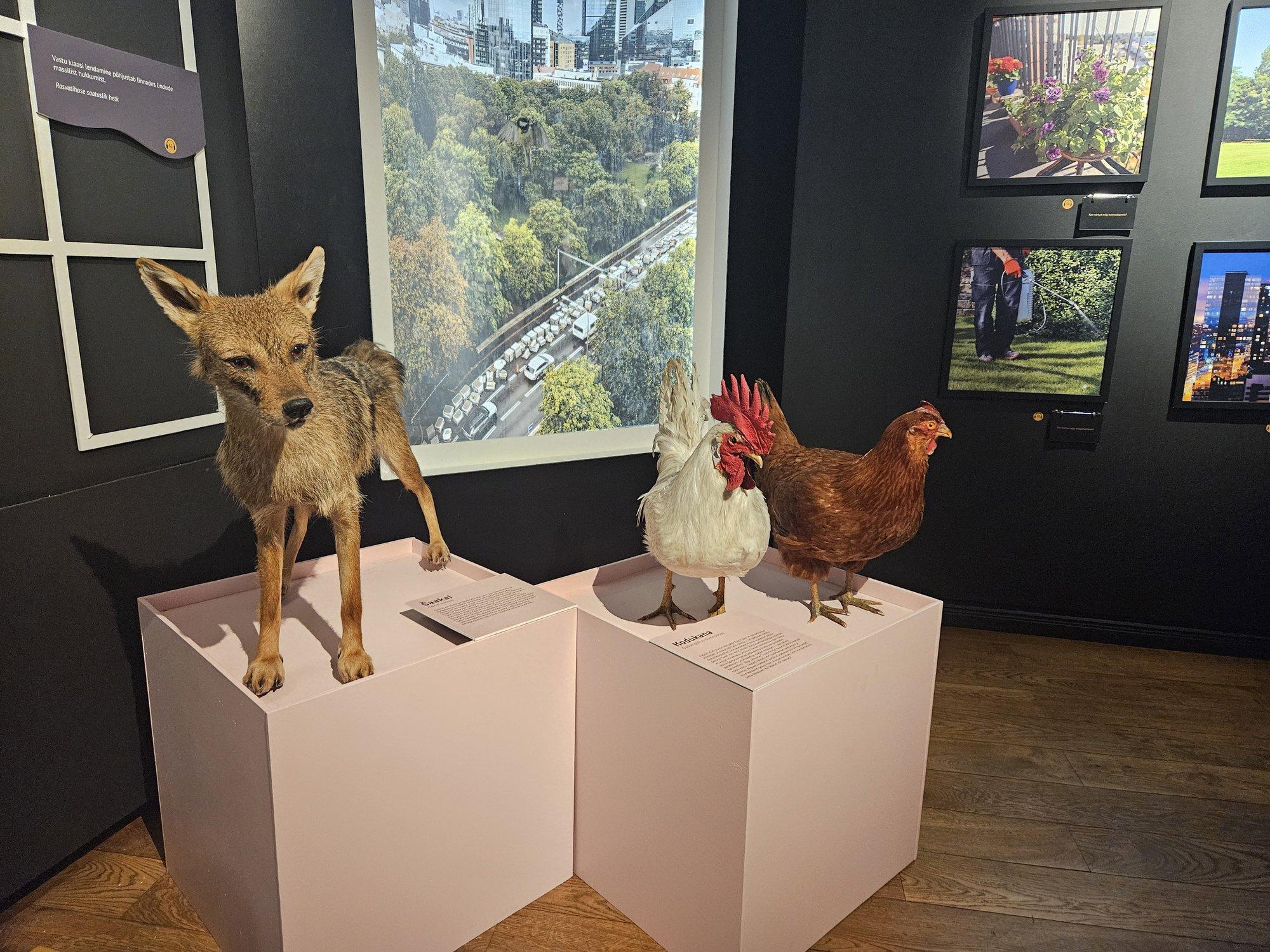 Pesukaru Tartus, šaakal pealinnas: kuidas ebatavalised elukad ometi Eestisse said?