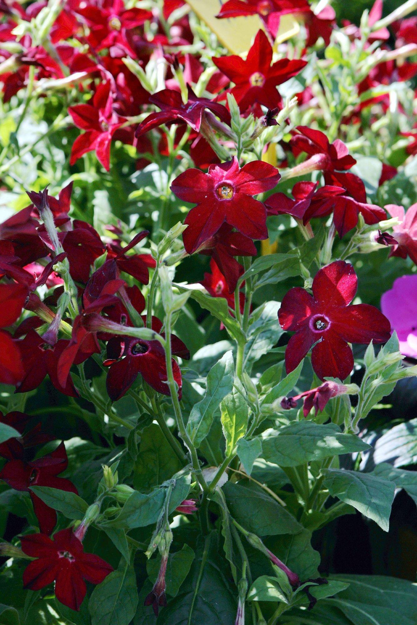 Aprillis külvatud lilltubakad hakkavad õitsema juulis ja hullutavad suveöödel magusa lõhnaga