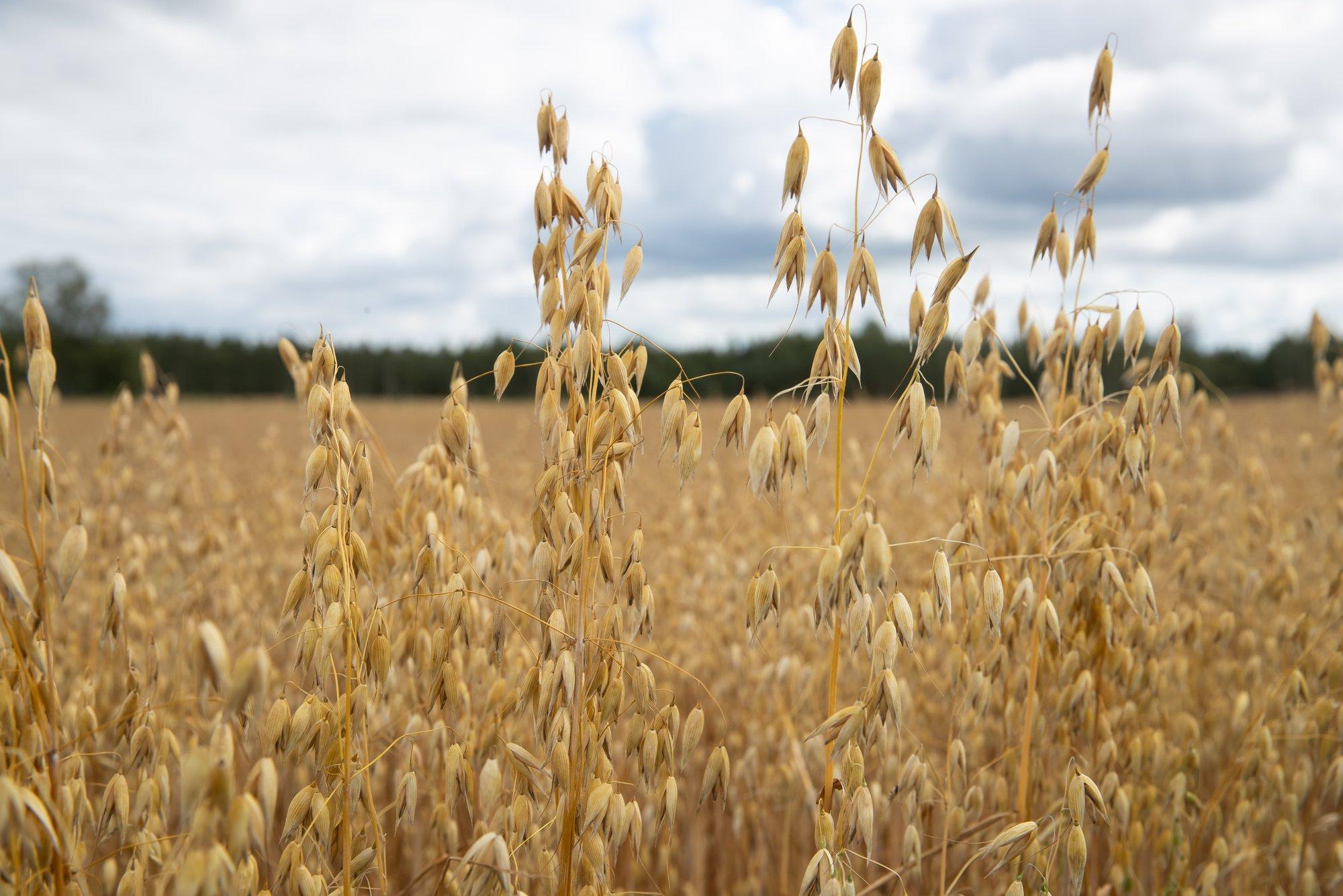 Kaisa Vahtmäe: talunik on palju enamat kui lihtsalt toidutootja. Palun märkame seda!