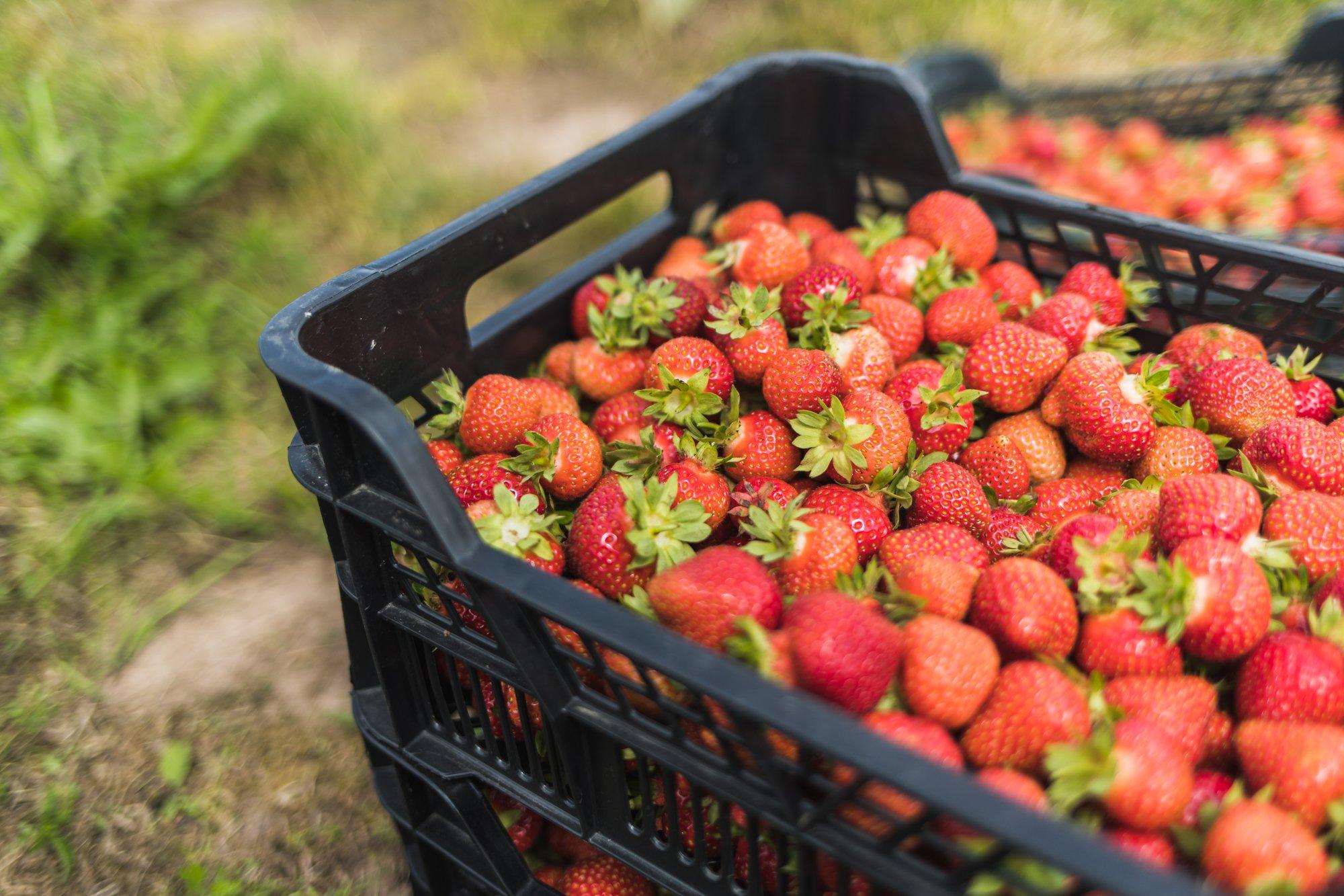 TURUKOMMENTAAR | Maasikad tulid turule hinnarekordiga
