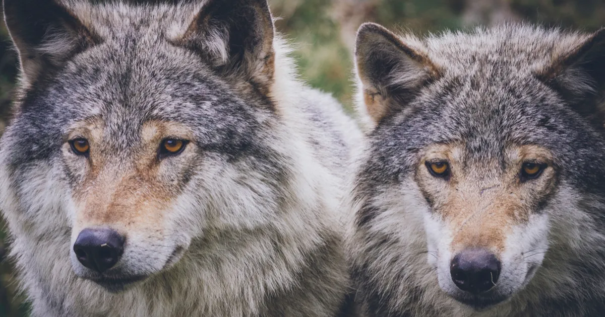 Valitsus otsustab hundi kaitsestaatuse muutmise