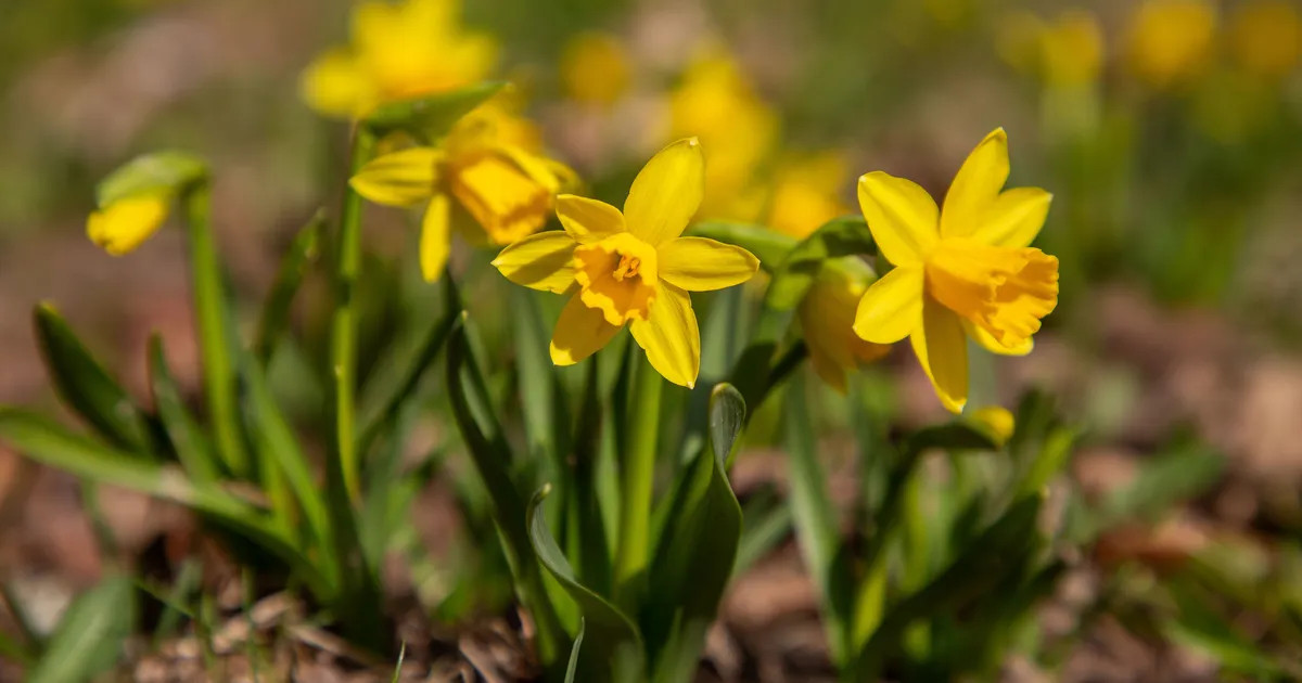 Kolmapäeval tuleb kuni 16 kraadi sooja