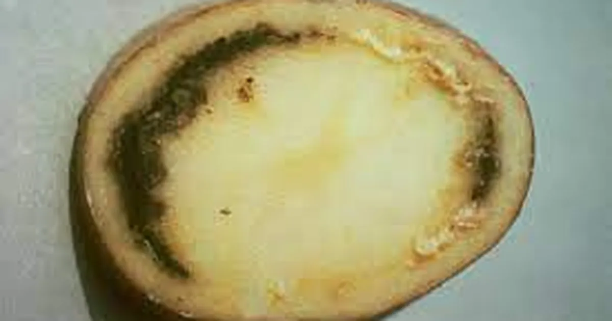 Viljandimaalt leiti seire käigus kartuli-ringmädanikku