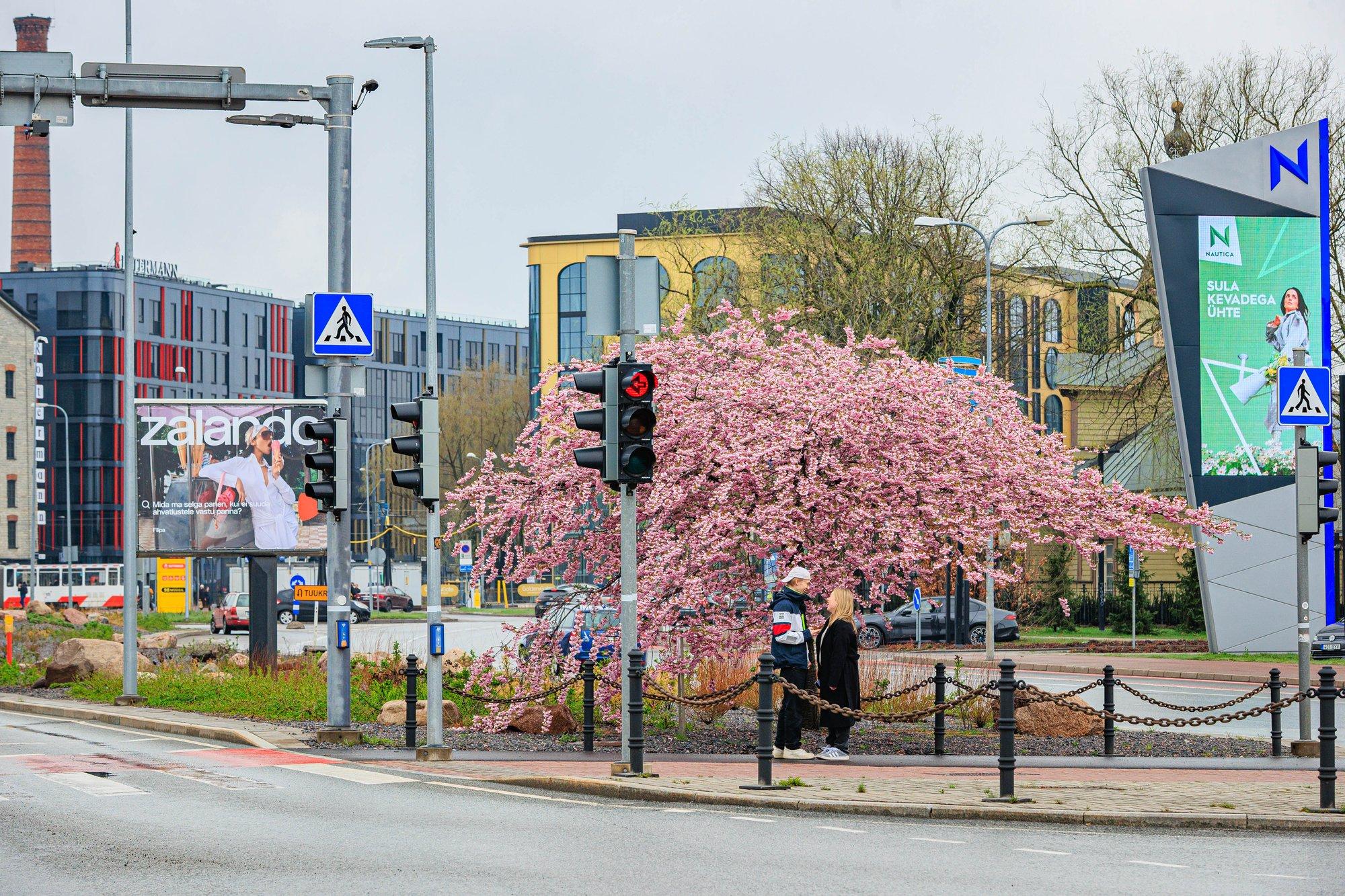 FOTOD | Tallinnas hakkasid kirsipuud tänavu eriti varakult õitsema