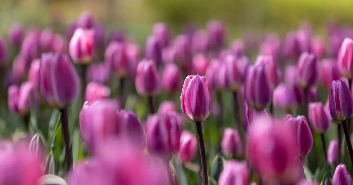 Teisipäeval tuleb kuni 14 kraadi sooja