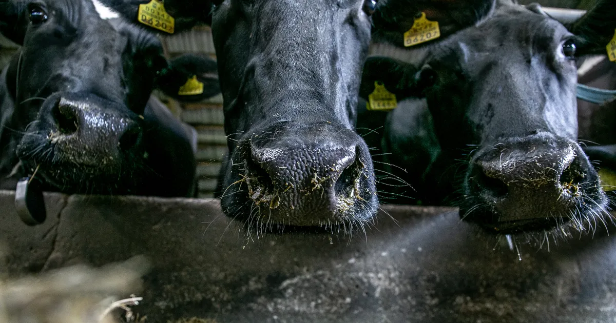 Loomaarstide praktiline õpe saab lisaraha