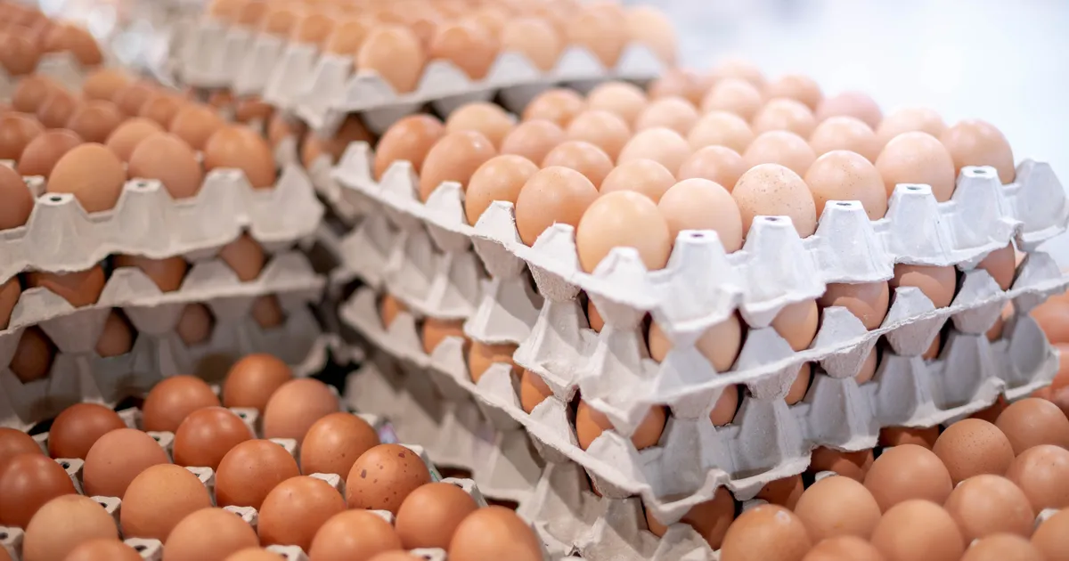 LUBADUS TÄIDETUD ⟩ Maxima loobus puurikanade munadest